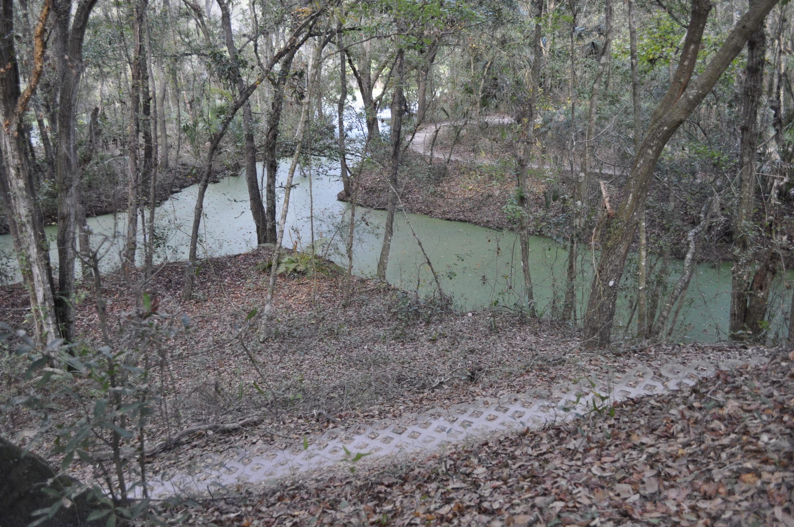 A winding pathway leads down a slope covered in fallen leaves, surrounded by tall trees. In the background, a narrow, greenish river flows gently through the forested area, with another path visible along the far bank. The scene captures a tranquil, natural setting. Alafia River State Park mountain bike trail.