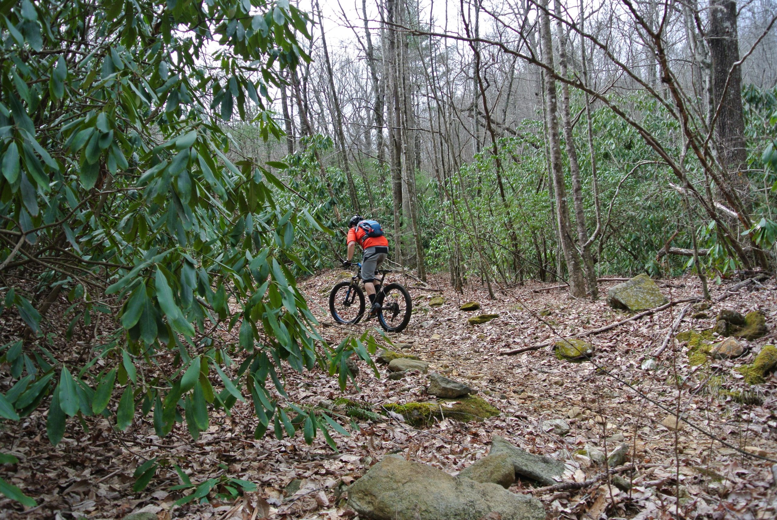 A person riding a mountain bike on a narrow, rocky trail surrounded by lush green foliage and trees. The scene depicts a forested area with fallen leaves covering the ground and various rocks along the path. Bull / Jake Mountain mountain bike trail.