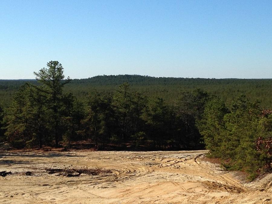 Trek 820: A scenic view of a forested landscape featuring a mix of tall, green trees, with a clear blue sky overhead. In the foreground, there are sandy areas with tire tracks leading through the terrain, while the background showcases a dense expanse of trees extending towards the horizon.