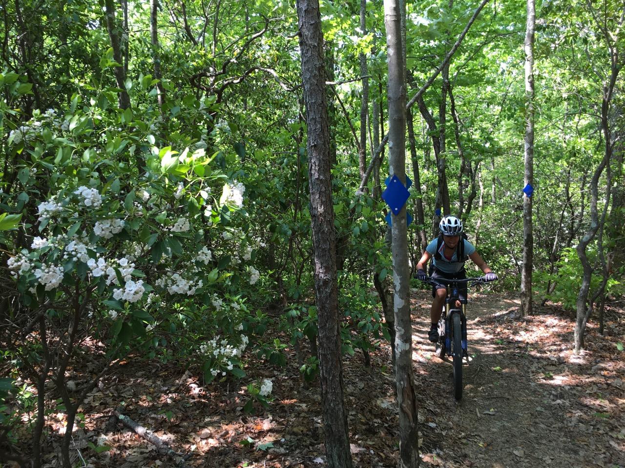 A mountain biker navigates a lush, green forest trail, flanked by flowering bushes and marked with blue trail signs. Sunlight filters through the trees, creating a vibrant outdoor scene. Bracken Preserve mountain bike trail.