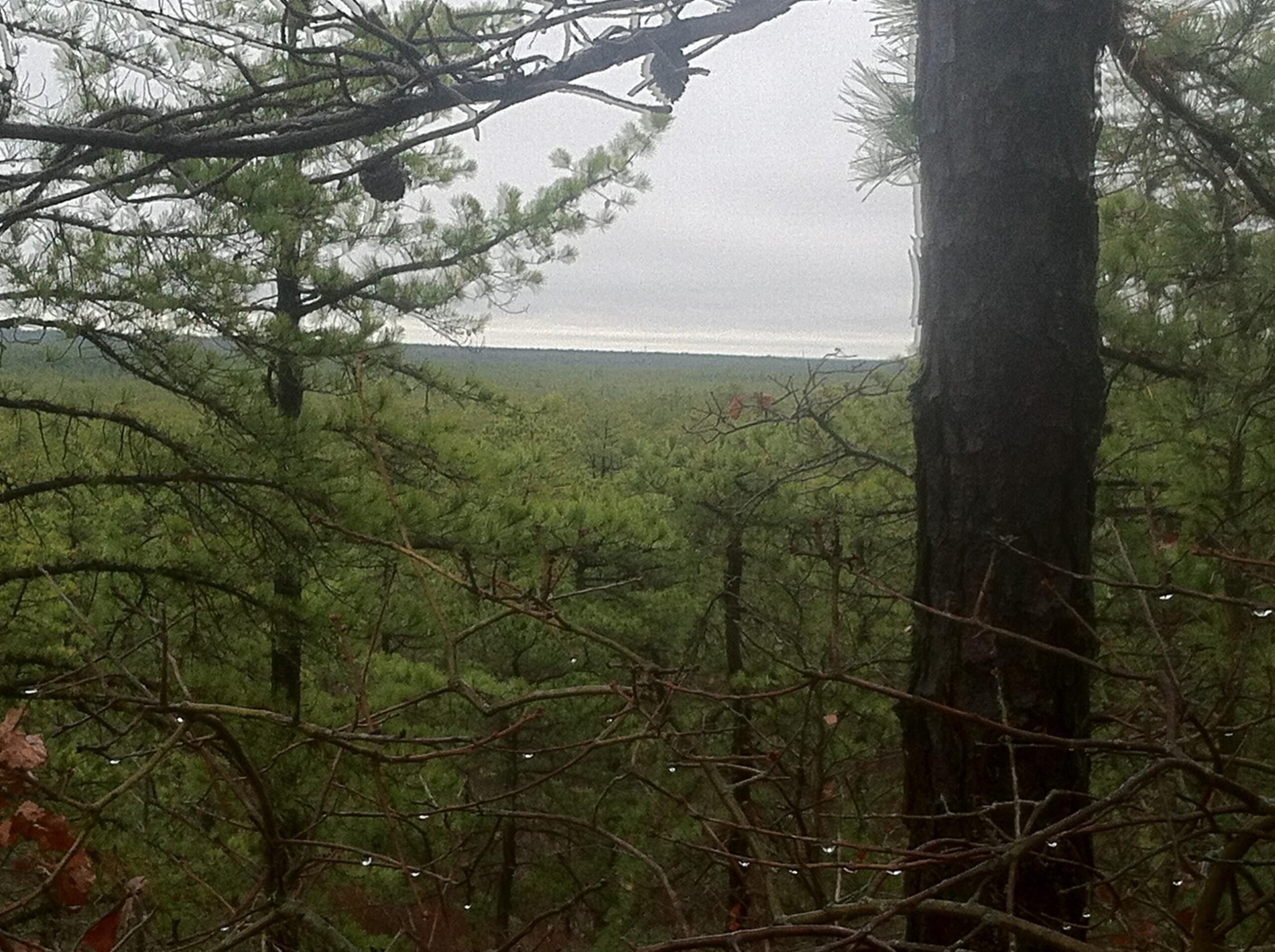 Trek 820: A dense forest view with tall pine trees in the foreground, showcasing layers of greenery extending into the distance under a cloudy sky. Some branches are bare, while others display droplets of moisture, suggesting a recent rain shower. The horizon is faintly visible, blending into the overcast atmosphere.
