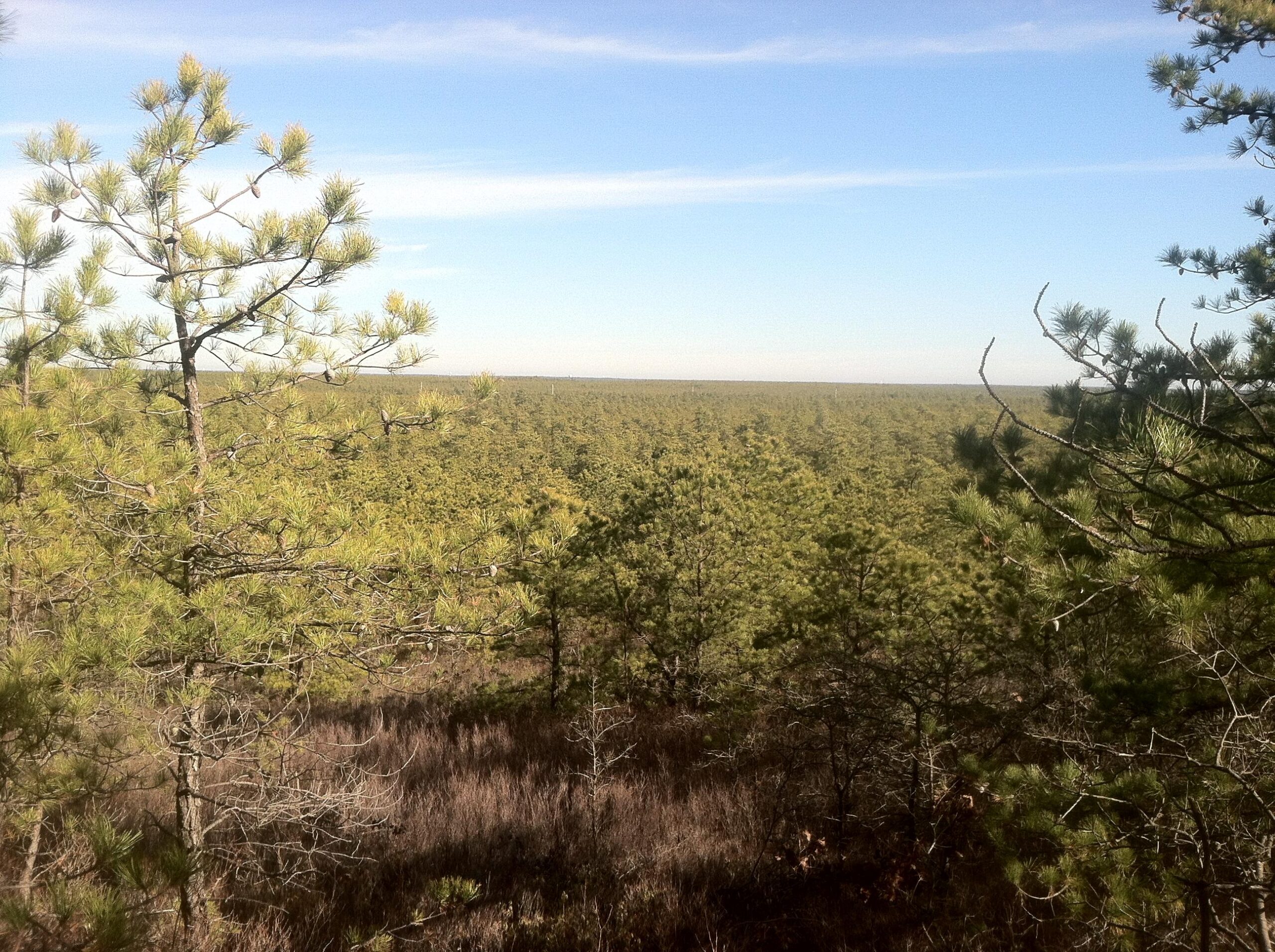 Trek 820: A panoramic view of a dense forest landscape, featuring a variety of evergreen trees under a clear blue sky. The foreground includes several tree branches, while the background showcases an expansive expanse of green treetops stretching to the horizon.