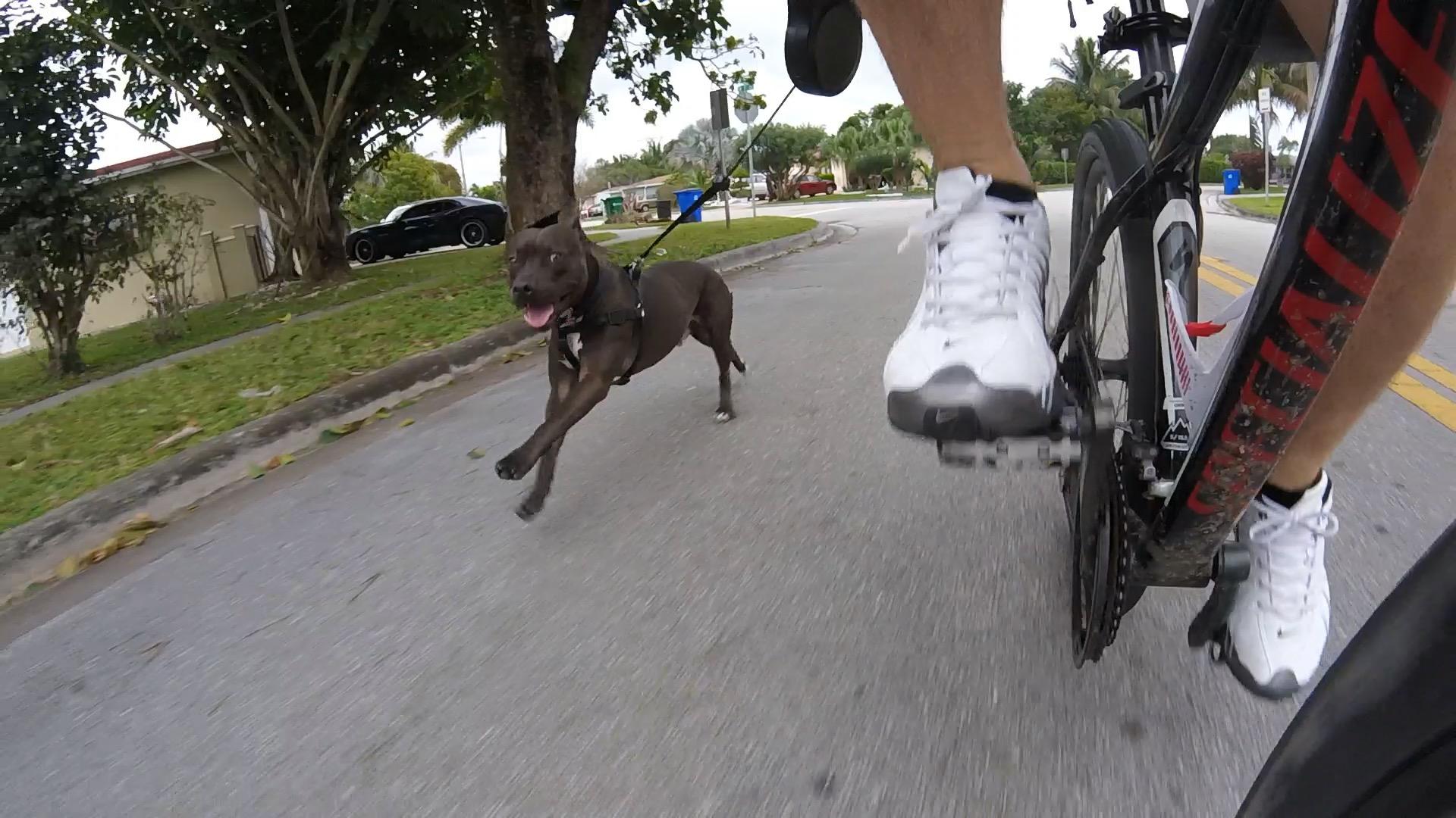 Specialized Camber 29: A person rides a bicycle along a street while jogging with a brown dog on a leash, both enjoying an outdoor activity. The cyclist is wearing white athletic shoes, and the bike is partially visible in the foreground. Trees and houses line the street, creating a suburban environment.