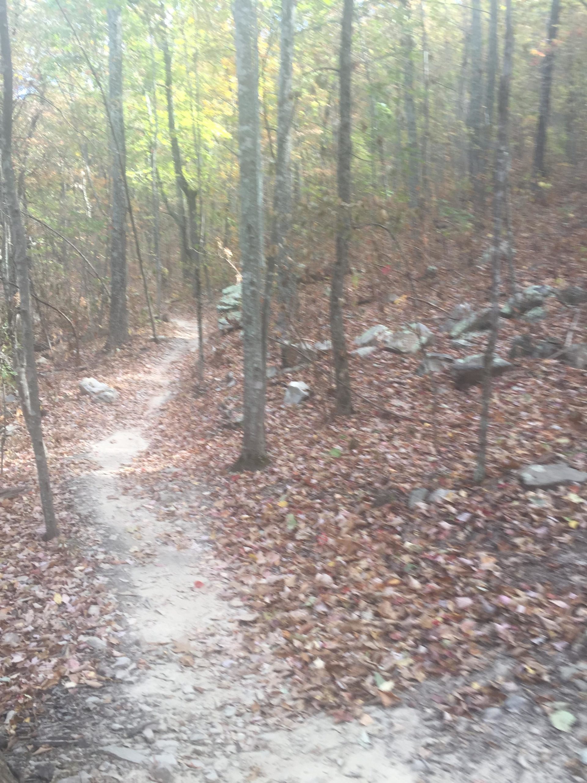 A winding dirt path surrounded by trees, with fallen leaves covering the ground. The scene is set in a forest during autumn, with hints of color in the foliage. The path leads further into the woods, where large rocks are partially visible among the leaves. Coldwater Mountain mountain bike trail.