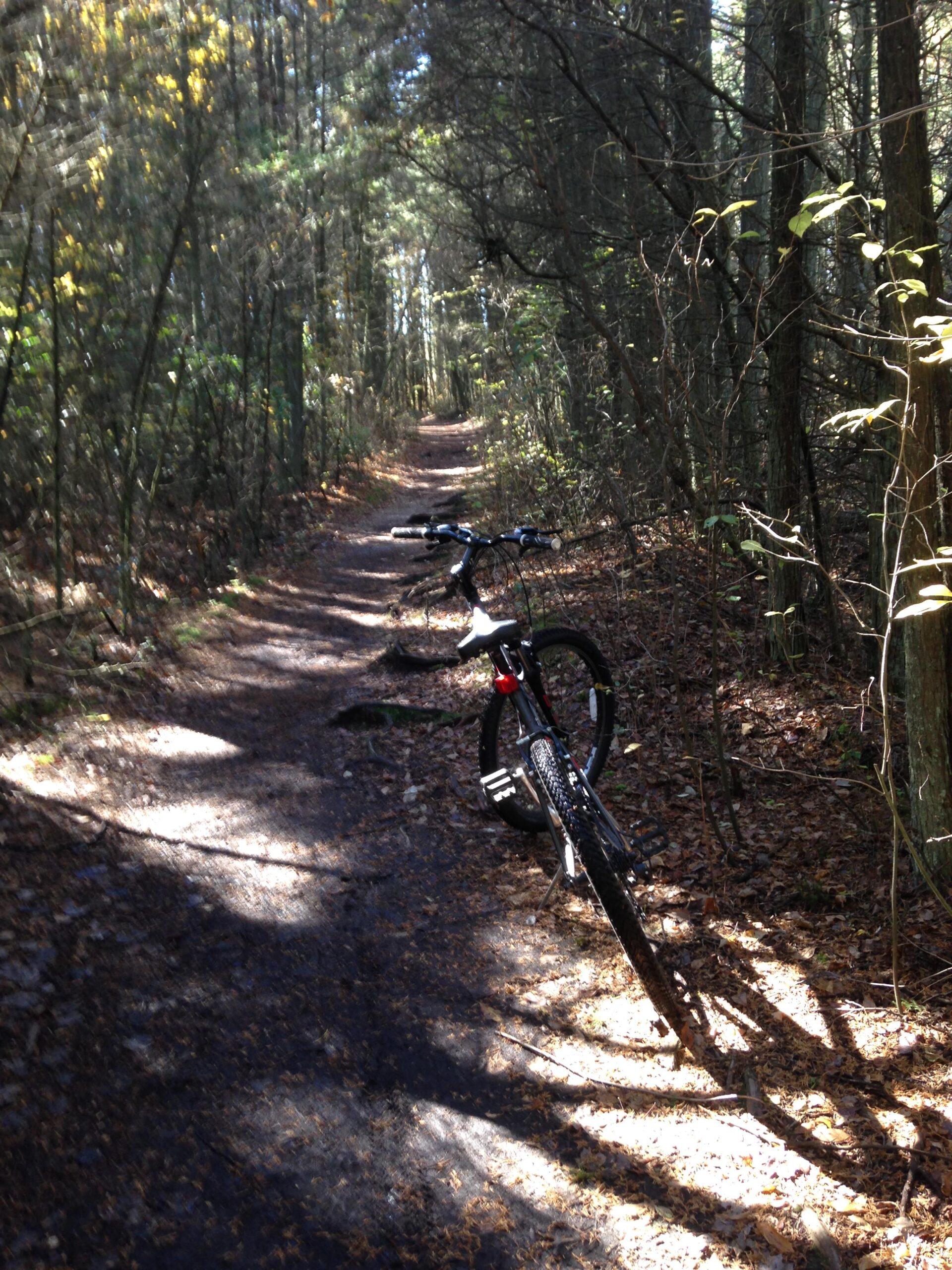 Trek 820: A mountain bike leaning against a tree on a narrow forest trail surrounded by tall trees and autumn foliage, with sunlight filtering through the branches. The path is covered with leaves, creating a serene and inviting atmosphere for outdoor exploration.