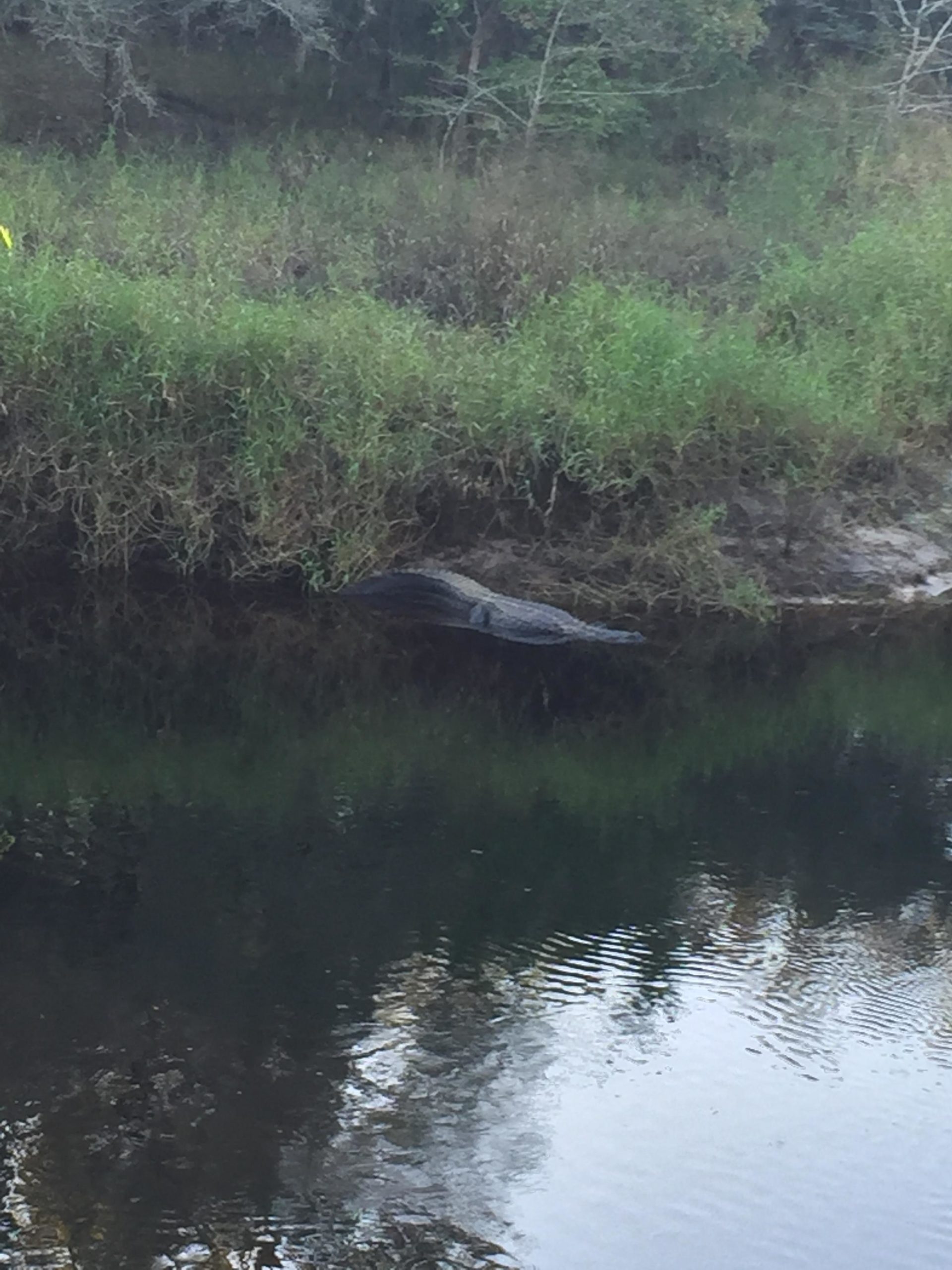 A large alligator partially submerged in a calm body of water, surrounded by lush greenery and tall grasses along the shore. Little Big Econ State Forest mountain bike trail.