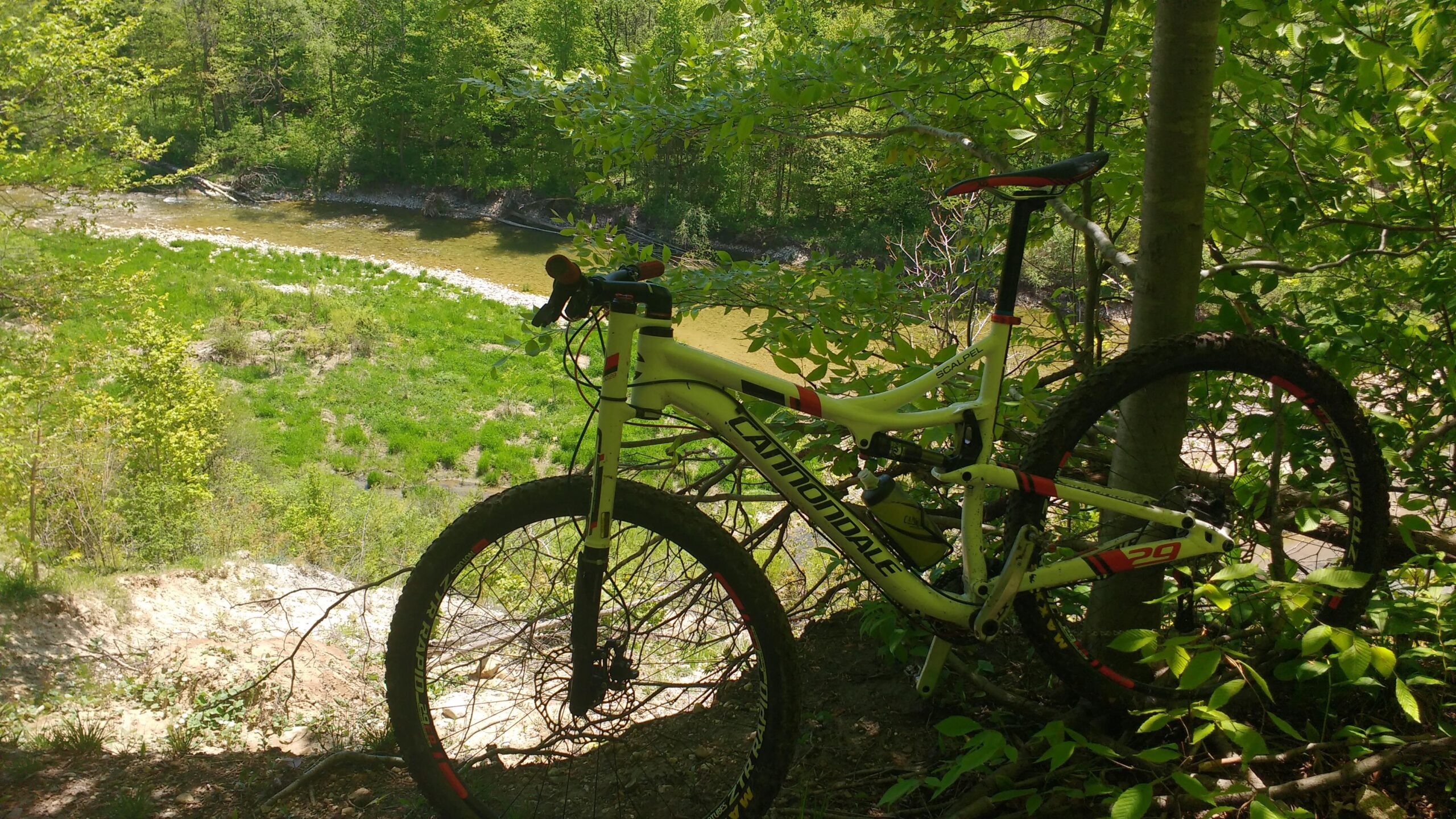 Cannondale Scalpel 29er 3: A mountain bike resting among green foliage with a view of a river in the background. The bike is positioned on a path near trees and lush grass, suggesting a scenic outdoor location suitable for biking.