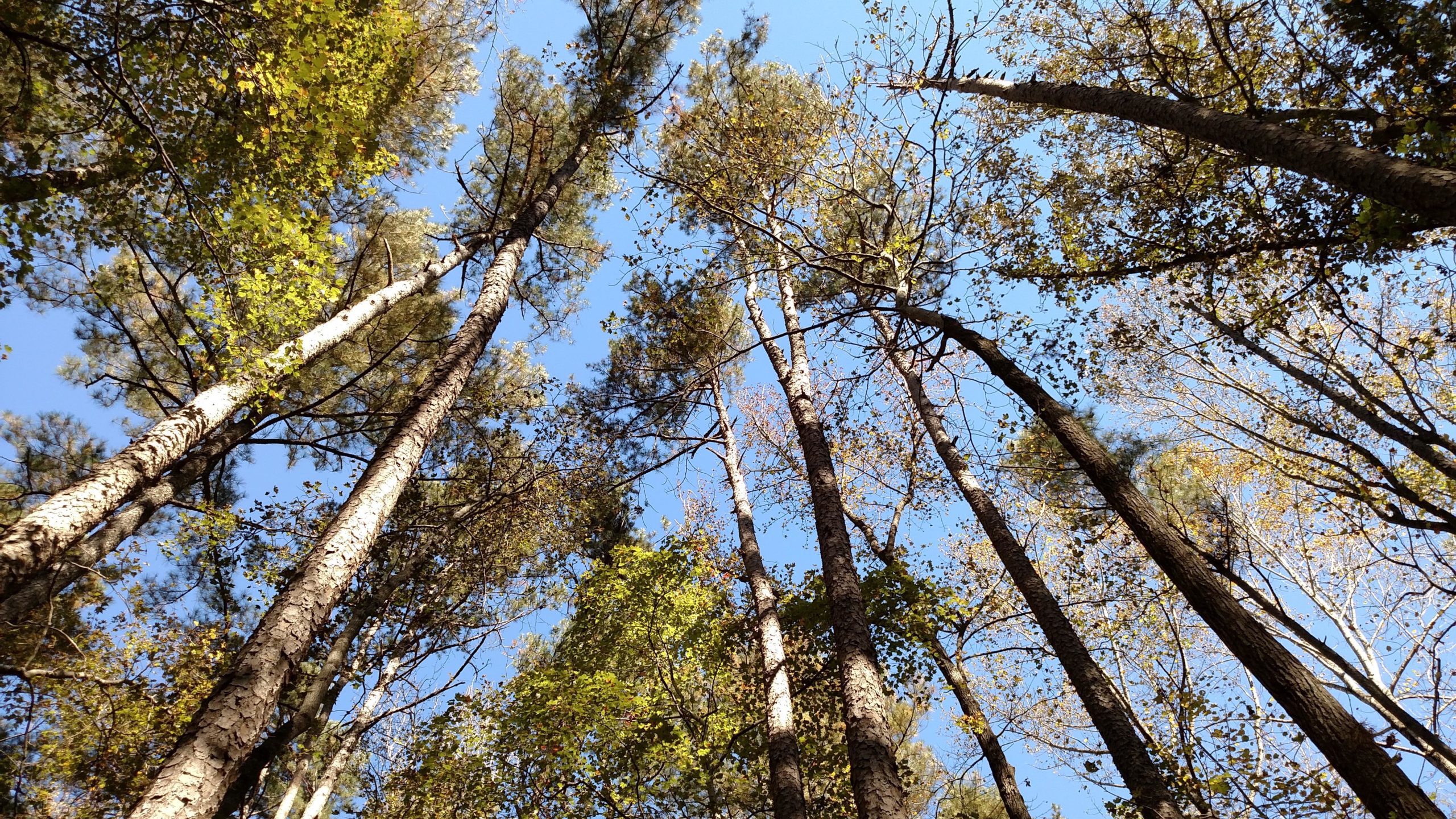 Looking up at tall trees with varying shades of green and yellow leaves against a clear blue sky. The trunks are textured and natural, showcasing the forest's serene atmosphere. San-lee Park mountain bike trail.