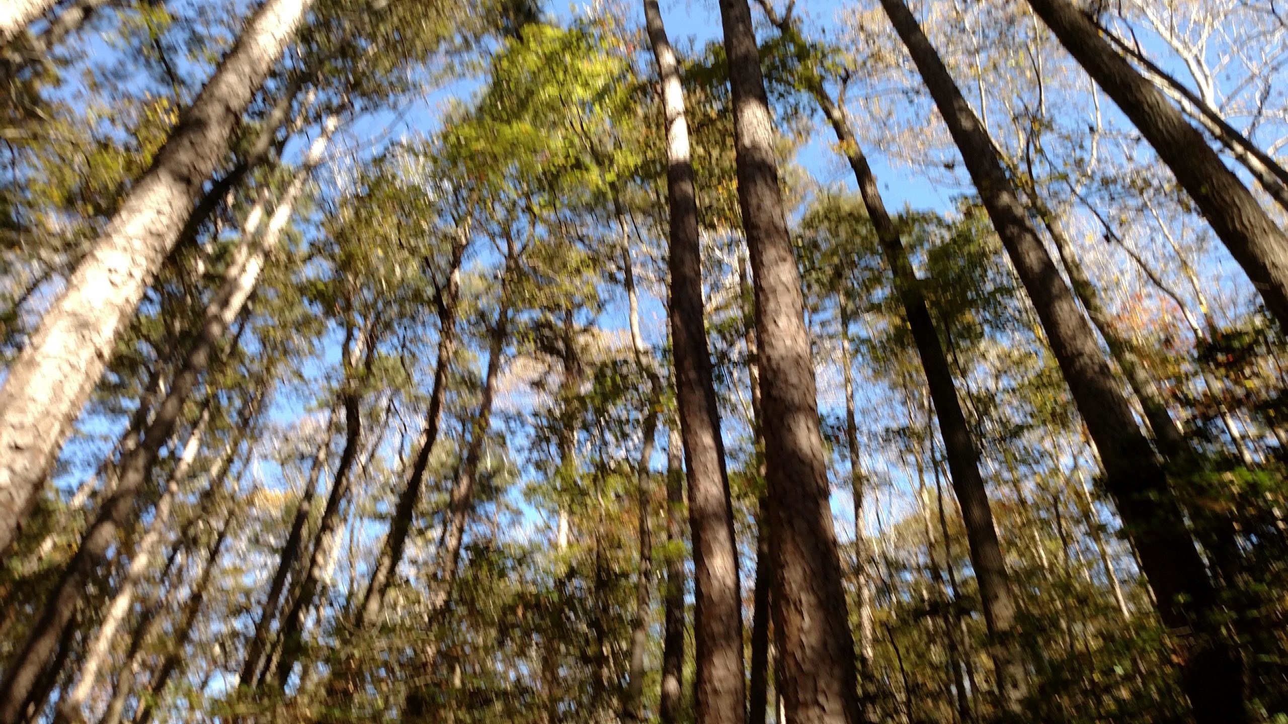 Tall trees with green leaves stretch upward against a bright blue sky, captured from a low angle in a forest setting. The image has a soft focus, adding a dreamy quality to the scene. San-lee Park mountain bike trail.