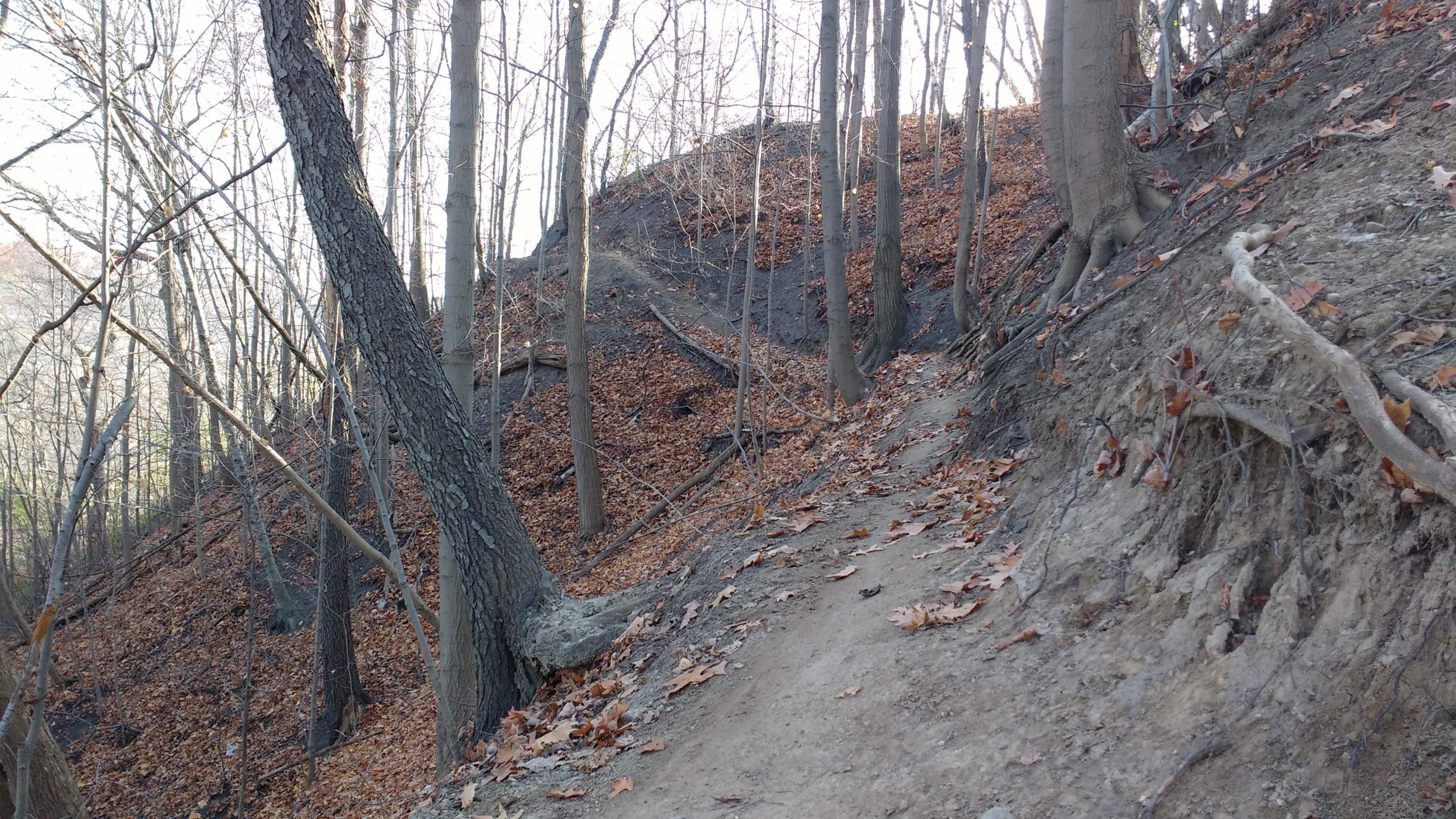 A winding dirt path meanders through a forested area, surrounded by bare trees and scattered fallen leaves. The terrain is slightly elevated on one side, revealing exposed roots and a mix of earthy tones. Natural light filters through the branches, creating a serene, autumnal atmosphere. Don Valley mountain bike trail.
