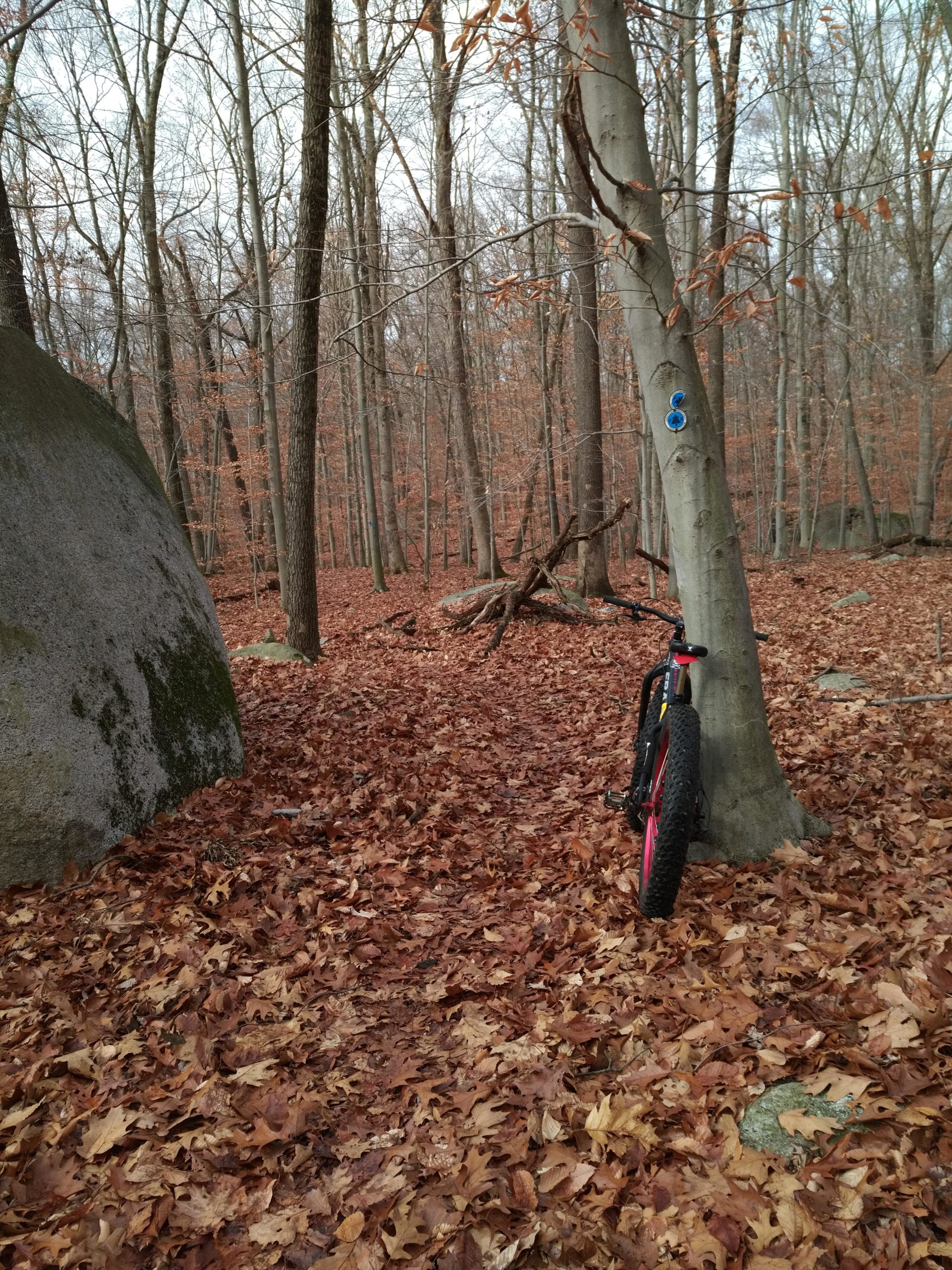 A mountain bike leaning against a tree in a forest covered with brown autumn leaves, surrounded by bare trees and a large rock in the foreground. Granite Knolls mountain bike trail.