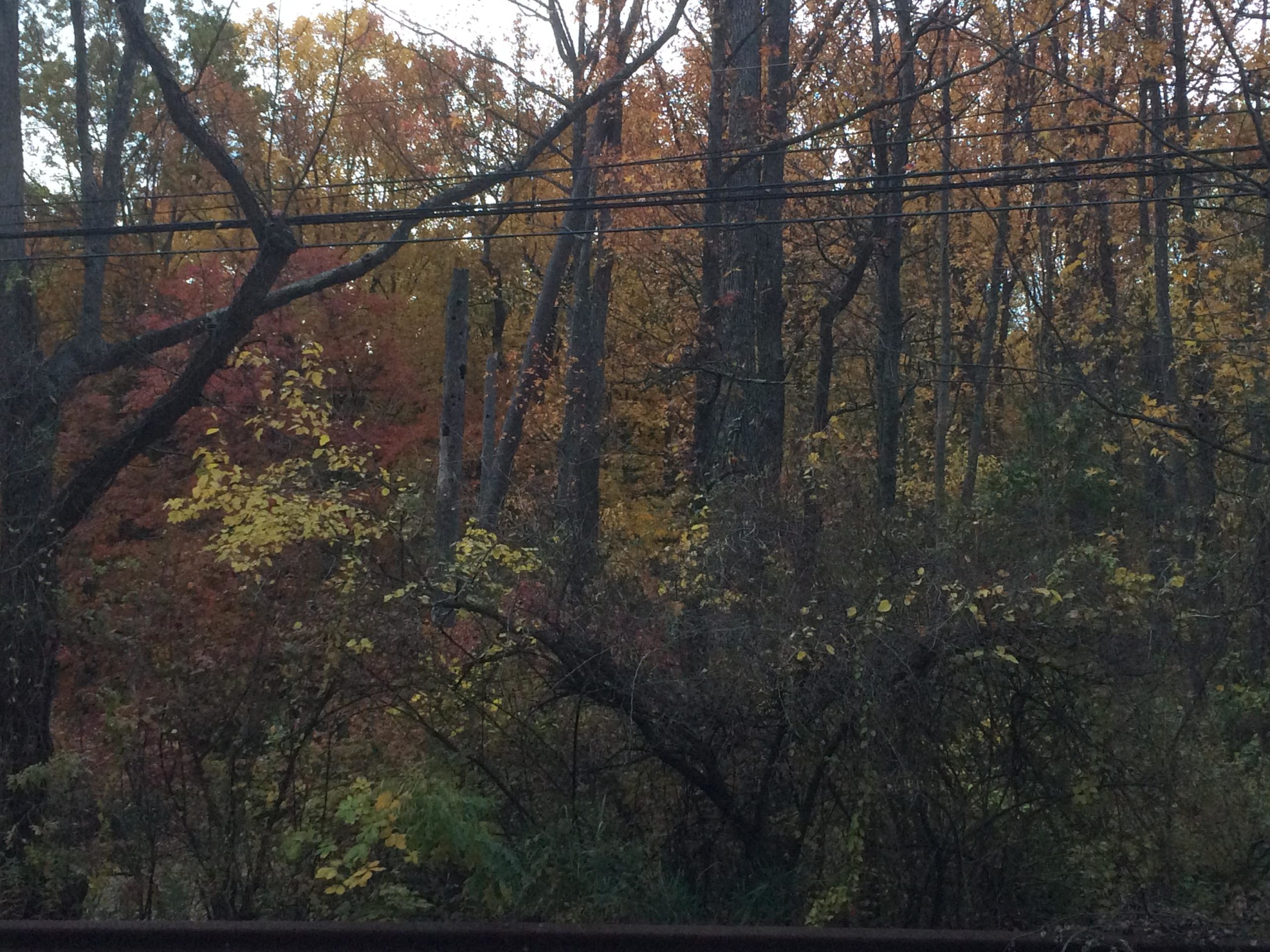 A dense forest with trees displaying vibrant autumn colors, including shades of yellow, orange, and red. Some branches are bare, while others are still adorned with leaves. Electric wires are visible across the top, adding a human element to the natural scene. The atmosphere suggests a calm, early evening setting. Trails seperated by streets mountain bike trail.