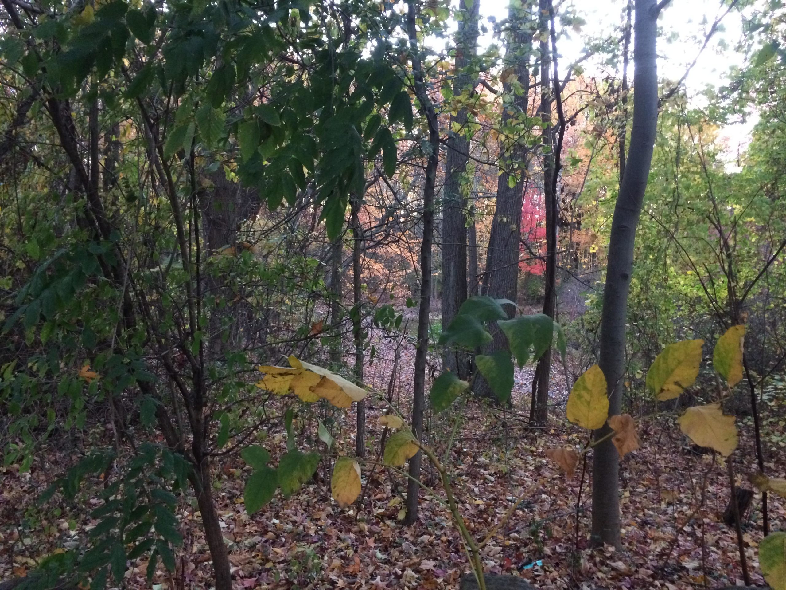 A serene forest scene featuring dense green foliage, scattered autumn leaves, and tall trees. Some trees display hints of fall colors, with a vibrant red leaf visible in the background. The ground is covered with fallen leaves, adding to the tranquil atmosphere of the woodland setting. Trails seperated by streets mountain bike trail.