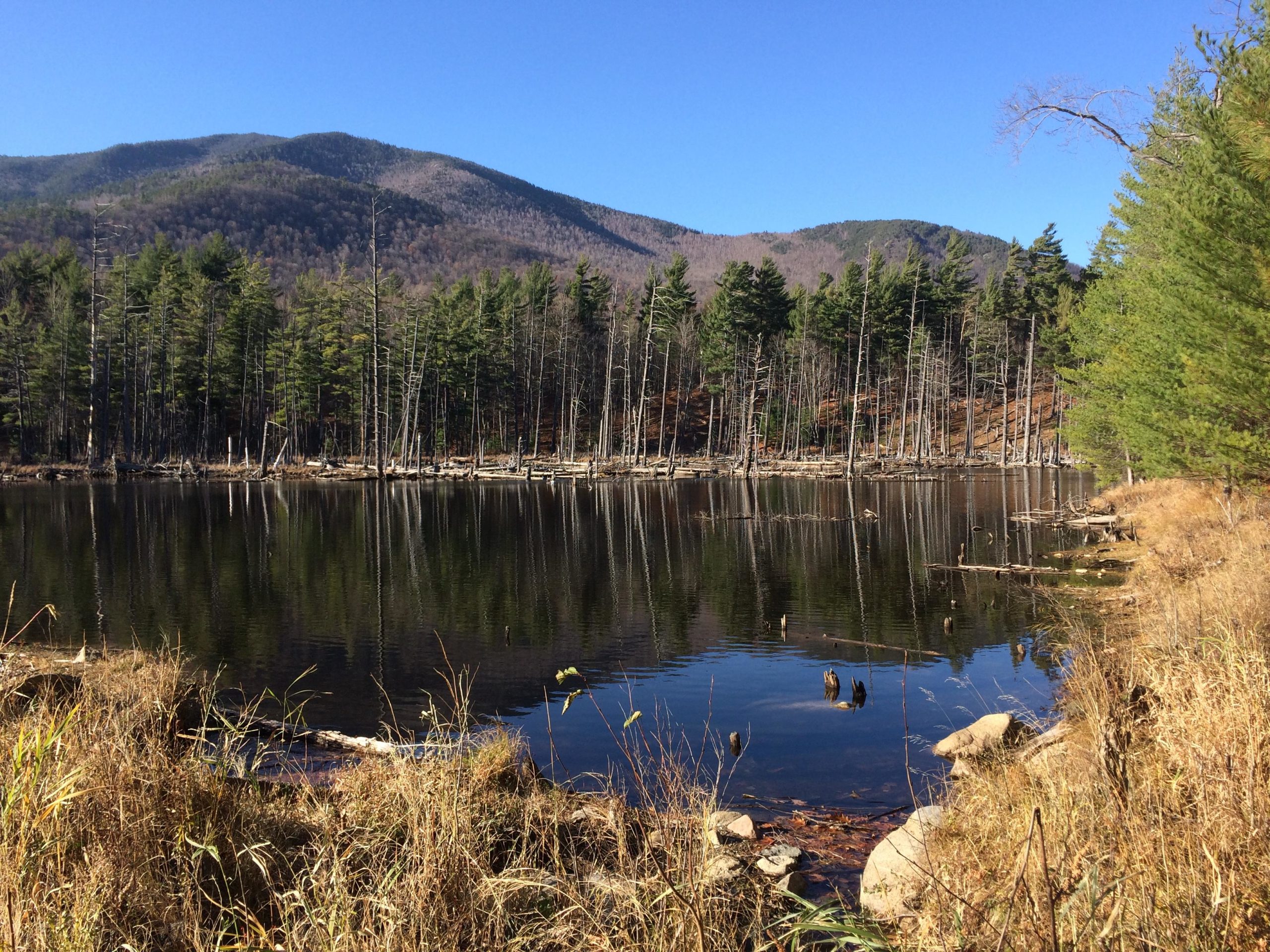 A serene landscape featuring a calm lake reflecting surrounding pine trees and mountains under a clear blue sky. The foreground shows tall grasses and a rocky shoreline, while the background depicts a forest of green conifers and bare trunks leading up to distant, rolling hills. Flume Trails mountain bike trail.