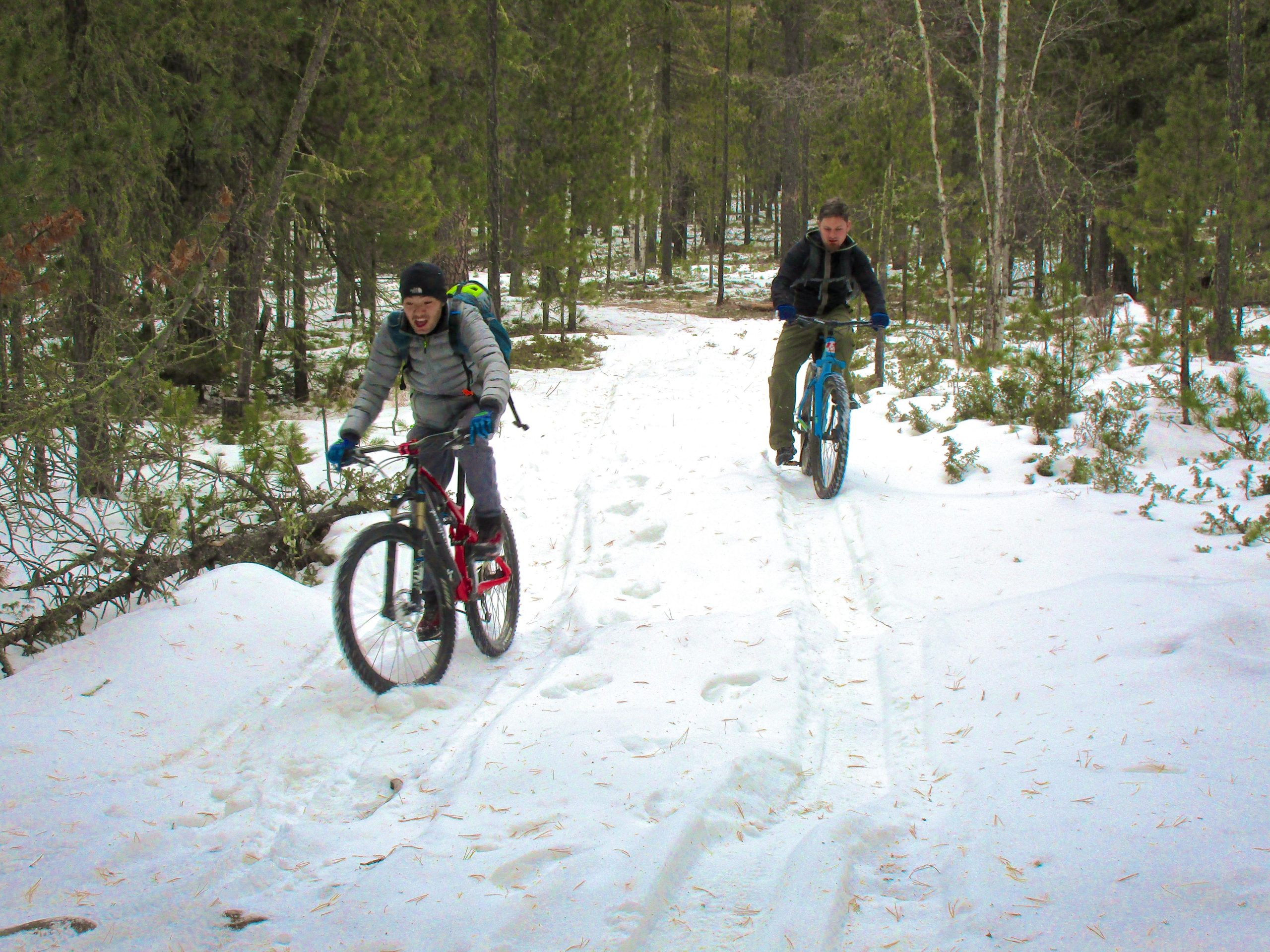 Two cyclists riding on a snowy trail in a forest. One rider, on a red bike, is laughing and wearing a gray jacket, while the other, on a blue bike, is focused as they navigate the path. Pine trees surround them, and the ground is covered in snow. Shargamorit Khandgait Hills East mountain bike trail.