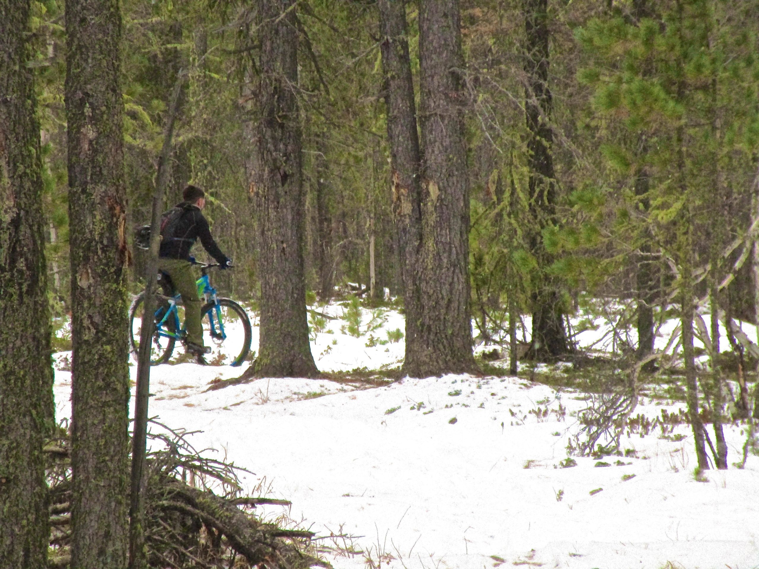 A person riding a blue mountain bike through a snowy forest, surrounded by tall trees and patches of snow on the ground. Shargamorit Khandgait Hills East mountain bike trail.