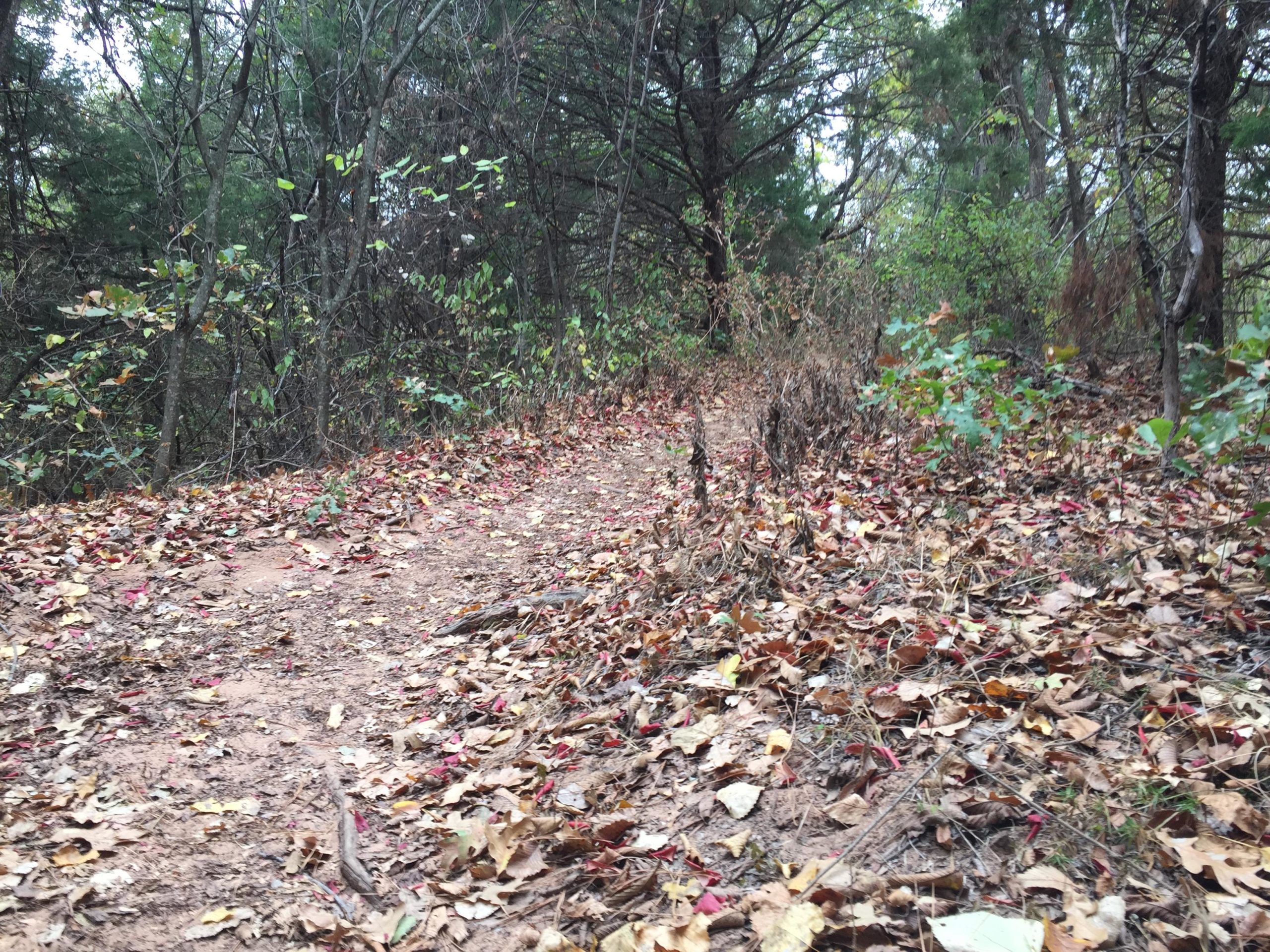 A dirt trail winding through a forest, bordered by trees and scattered with fallen leaves in shades of brown and red, indicating the autumn season. Arcadia Laketrails mountain bike trail.