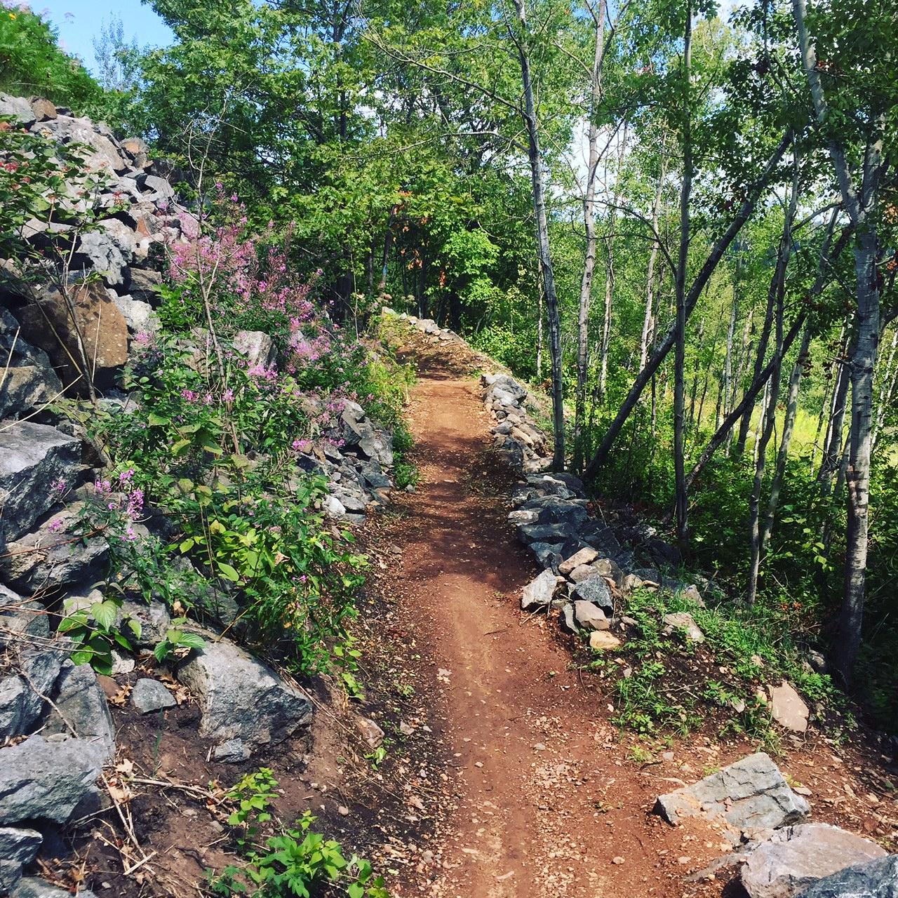 A narrow dirt path meanders through a natural setting, bordered by rocky outcrops and vibrant green foliage. Pink flowering plants are visible along the sides, while tall trees provide dappled shade overhead. The scene captures a peaceful outdoor trail surrounded by lush vegetation under a clear blue sky. Enger Trail mountain bike trail.