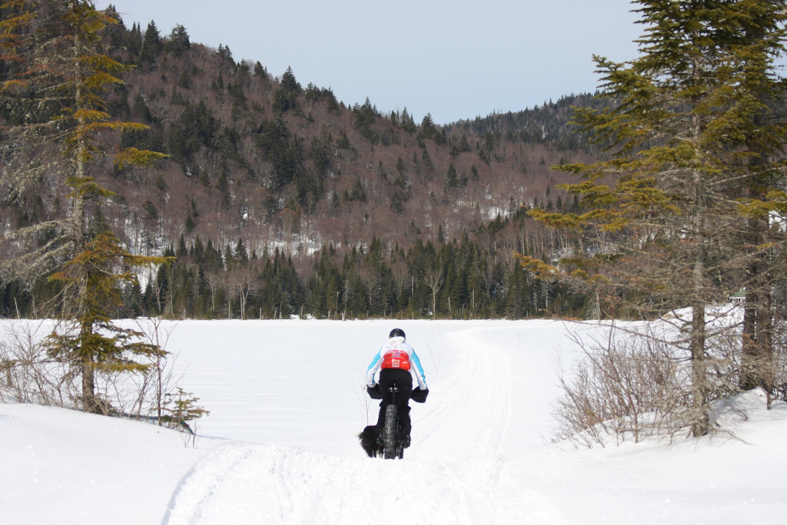 A person riding a fat bike on a snowy path, accompanied by a dog, with a backdrop of trees and a mountain in a winter landscape. The scene captures the tranquility of a snow-covered terrain under a clear sky. Vallee Bras Du Nord Secteur Shannahan mountain bike trail.