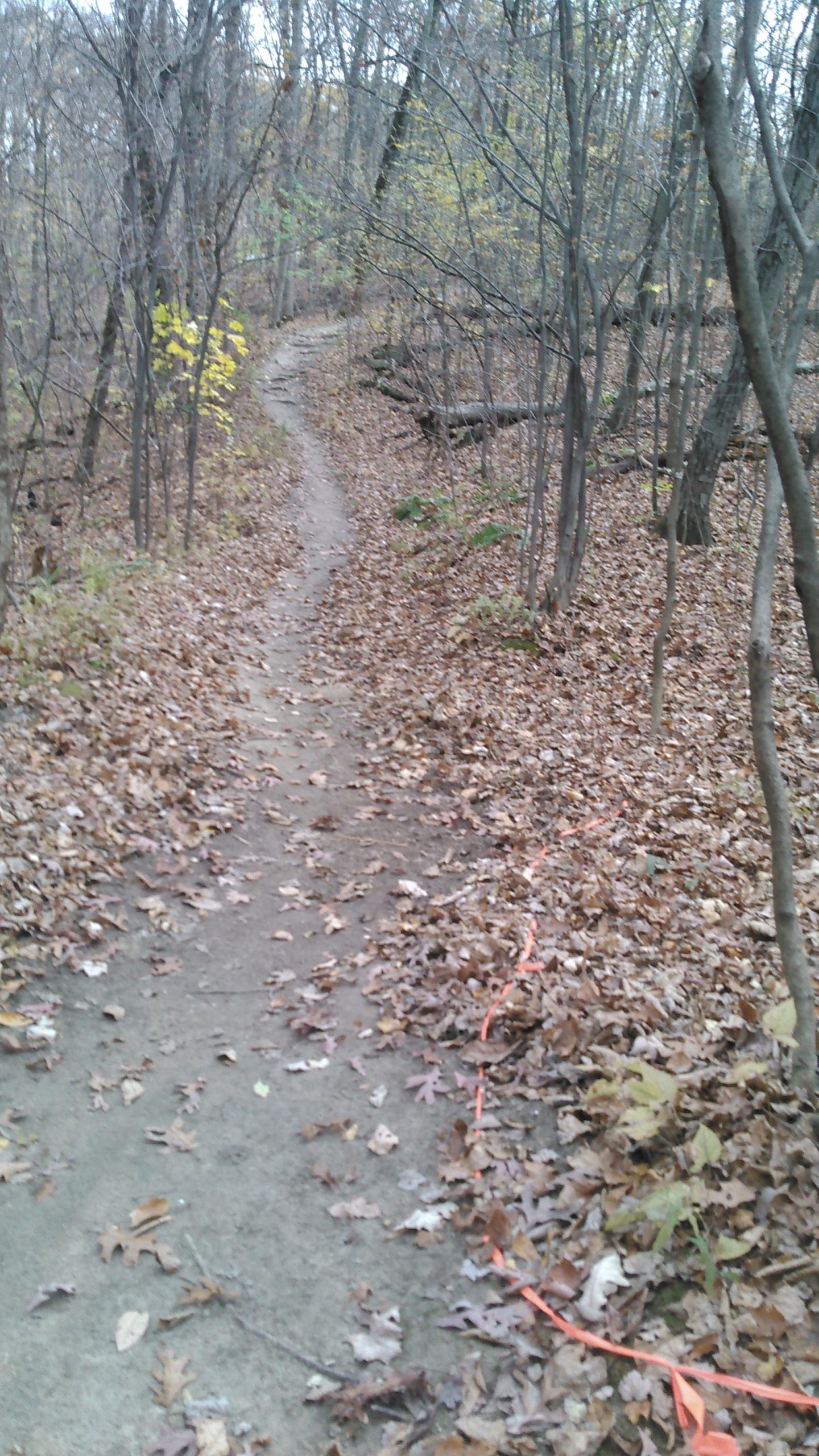 A winding dirt trail through a forest covered with fallen leaves, flanked by trees with bare branches. An orange marking tape is visible along the side of the path. The scene conveys a peaceful autumn landscape. Colonie Town Park/Ridge Trail mountain bike trail.