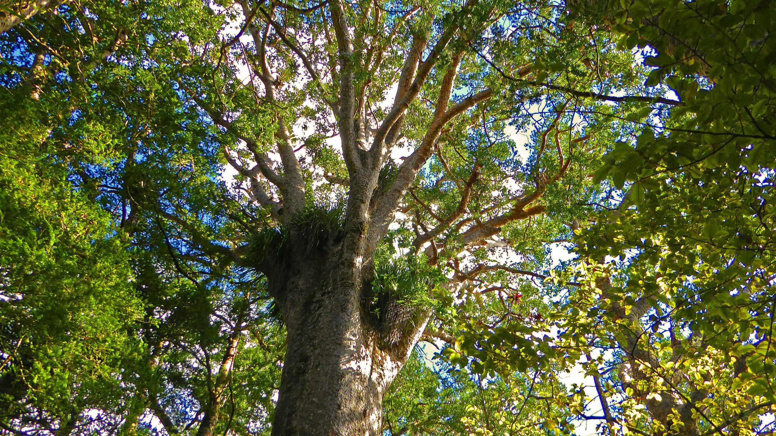 A towering tree with a thick trunk and sprawling branches, surrounded by lush green foliage under a bright blue sky. Sunlight filters through the leaves, casting dappled light on the ground. Puketi Kauri Forest mountain bike trail.