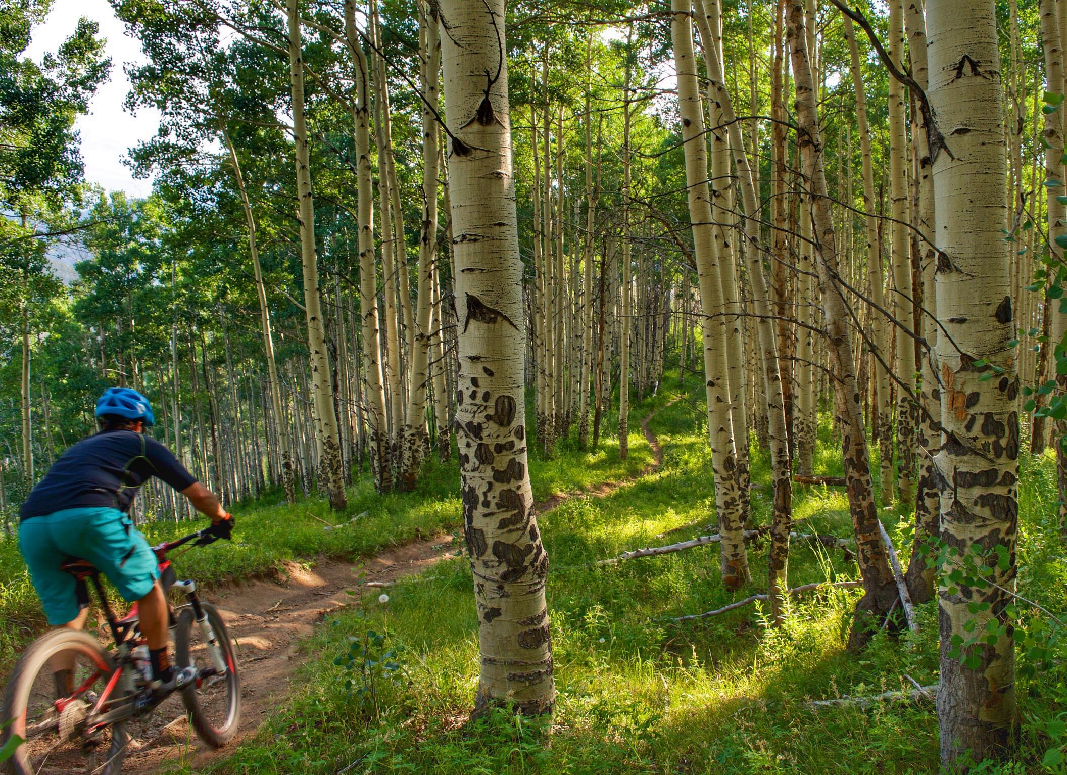 A mountain biker navigating a dirt trail through a lush forest of aspen trees, with sunlight filtering through the leaves and casting dappled shadows on the ground. Vail Mountain Bike Park mountain bike trail.