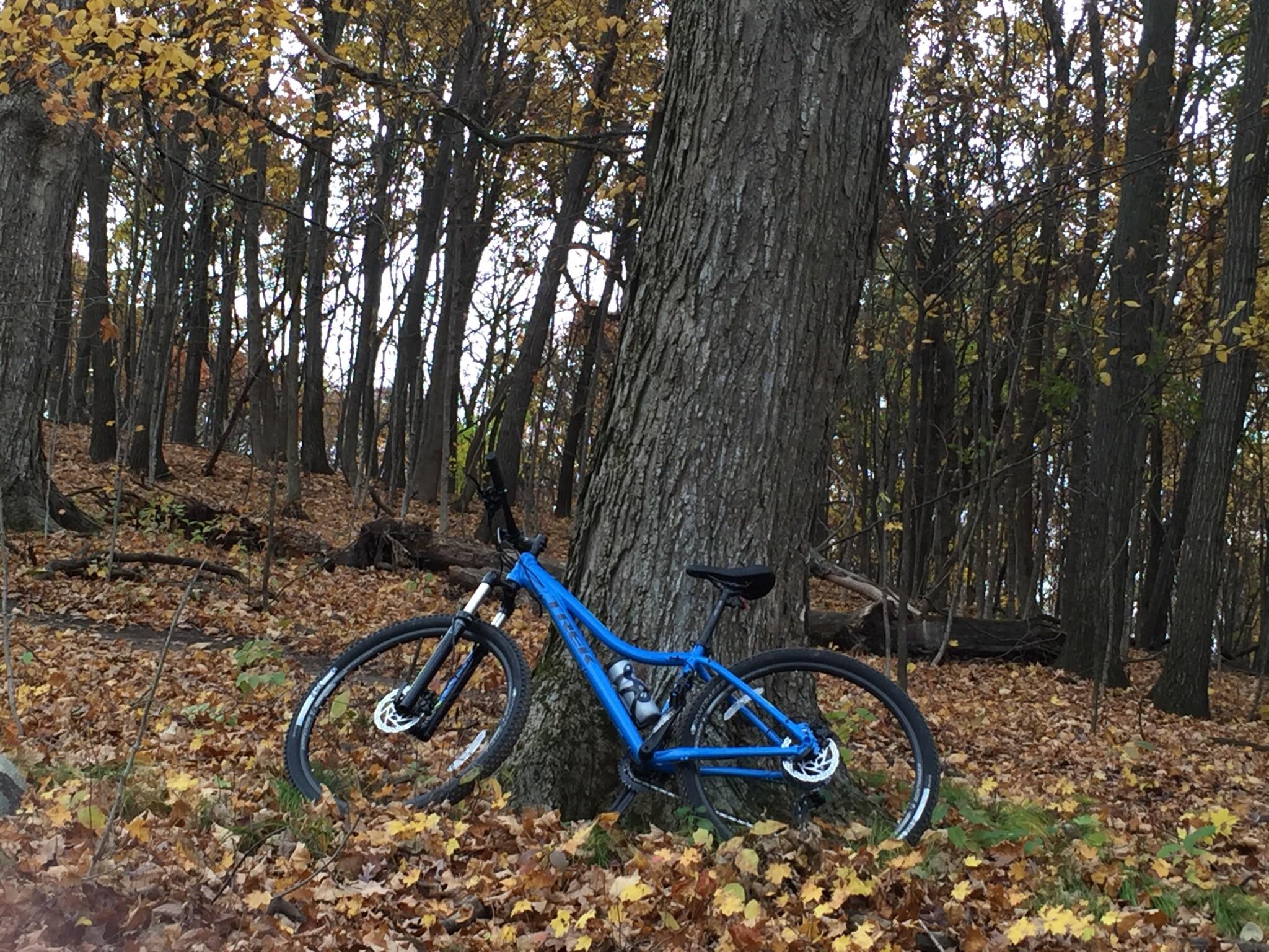 Trek Cali SL: A blue mountain bike leaning against a tree in a forest covered with autumn leaves, surrounded by tall trees with golden and orange foliage.