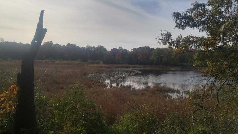 A tranquil landscape featuring a calm water body surrounded by tall grasses and trees, with a partially cloudy sky above. A weathered, protruding tree stump is visible in the foreground, contributing to the natural scenery. The scene captures the serenity of a wetland area during the day. DTE Energy Foundation Trail mountain bike trail.