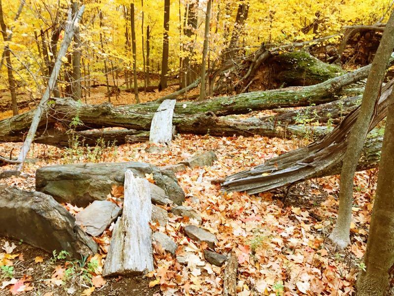 A wooded area in autumn, featuring fallen logs and scattered rocks on a ground covered with colorful leaves. The backdrop displays trees with vibrant yellow foliage, creating a serene natural landscape. Sprain Ridge mountain bike trail.