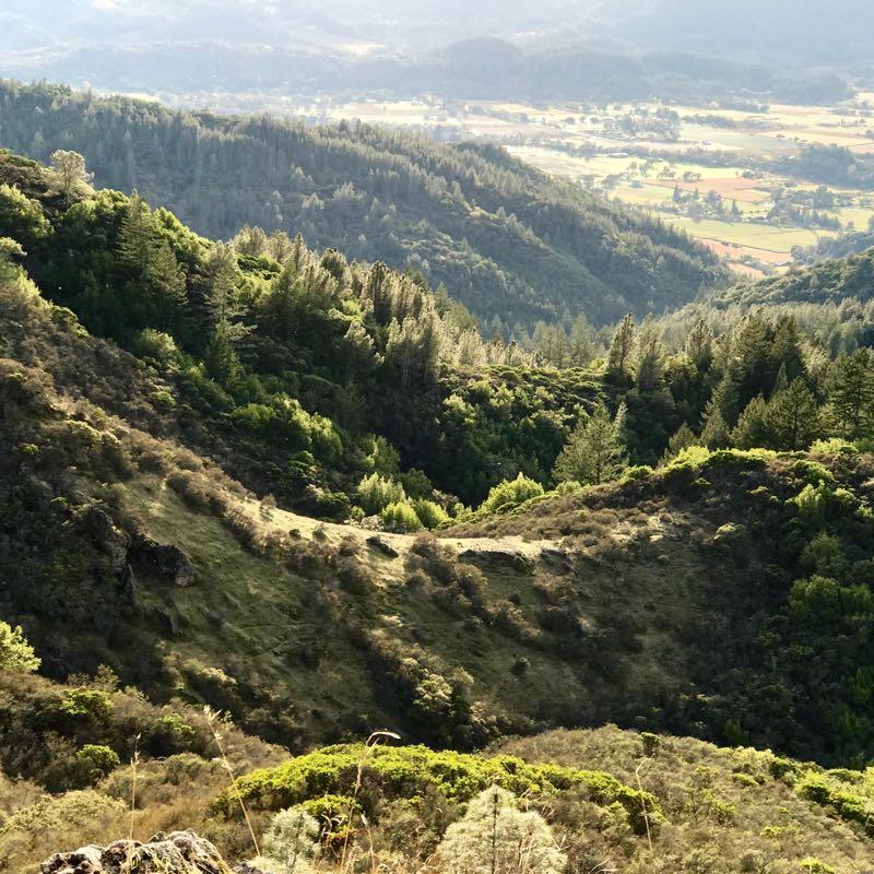 A scenic view of rolling green hills and valleys, showcasing a mix of dense forests and open grassy areas under soft sunlight. The landscape is layered with varying shades of green, highlighting the natural beauty of the area. In the distance, fields and more hills can be seen, creating a peaceful, serene environment. Oat Hill Road mountain bike trail.