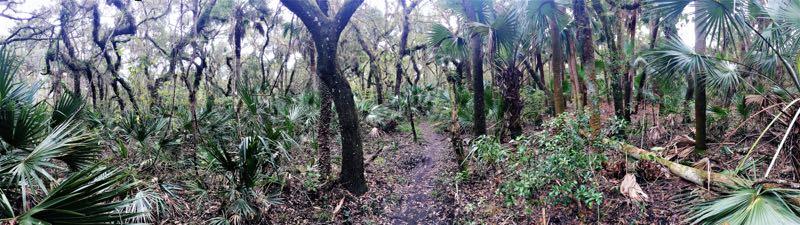 A lush, dense forest scene featuring tall trees, tropical plants, and greenery. A narrow dirt path winds through the foliage, creating a sense of depth and wilderness. The atmosphere is serene and natural, with a mix of sunlight filtering through the leaves. Halpatiokee mountain bike trail.