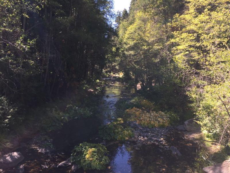 A serene forest scene featuring a winding creek surrounded by lush greenery and rocks, with vibrant yellow foliage peeking through the dense trees. Sunlight filters through the branches, creating a peaceful atmosphere. Calaveras Big Trees / South Loop mountain bike trail.
