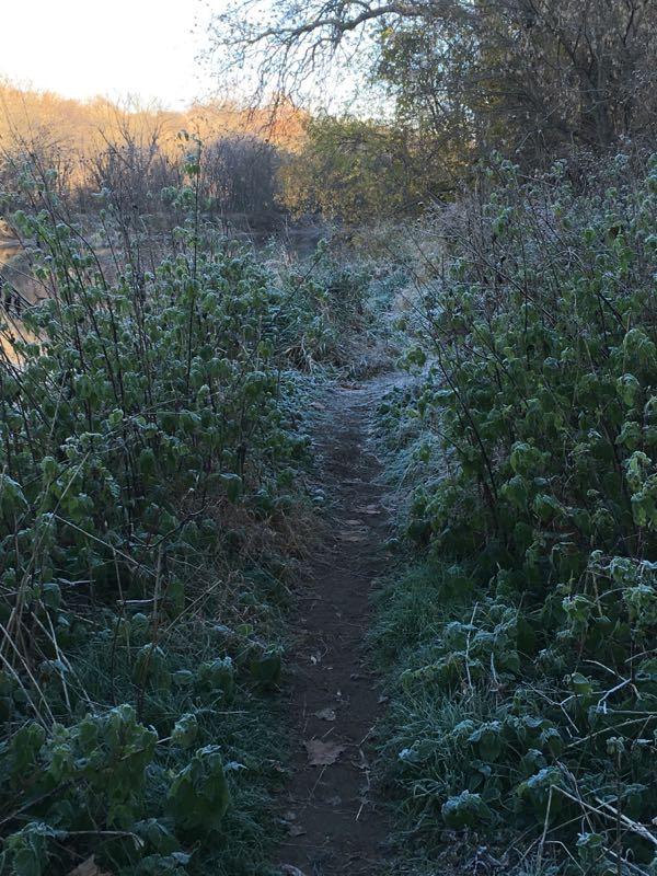 A narrow dirt path surrounded by frosty greenery, leading through a tranquil landscape with trees in the background. The scene captures the serene beauty of a chilly morning. Brandywine State Park mountain bike trail.