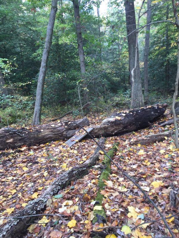 A serene forest scene featuring a fallen log partially covered with colorful autumn leaves. Surrounding the log are various branches and foliage, with tall trees in the background, hinting at a peaceful and natural environment. Camden County College mountain bike trail.