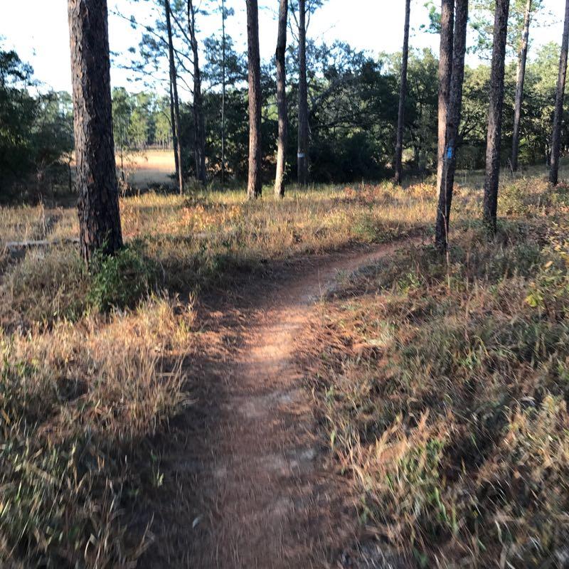 A winding dirt path through a forest, surrounded by tall pine trees and patches of grass. The sunlight filters through the branches, creating a serene atmosphere. Munson Hills mountain bike trail.