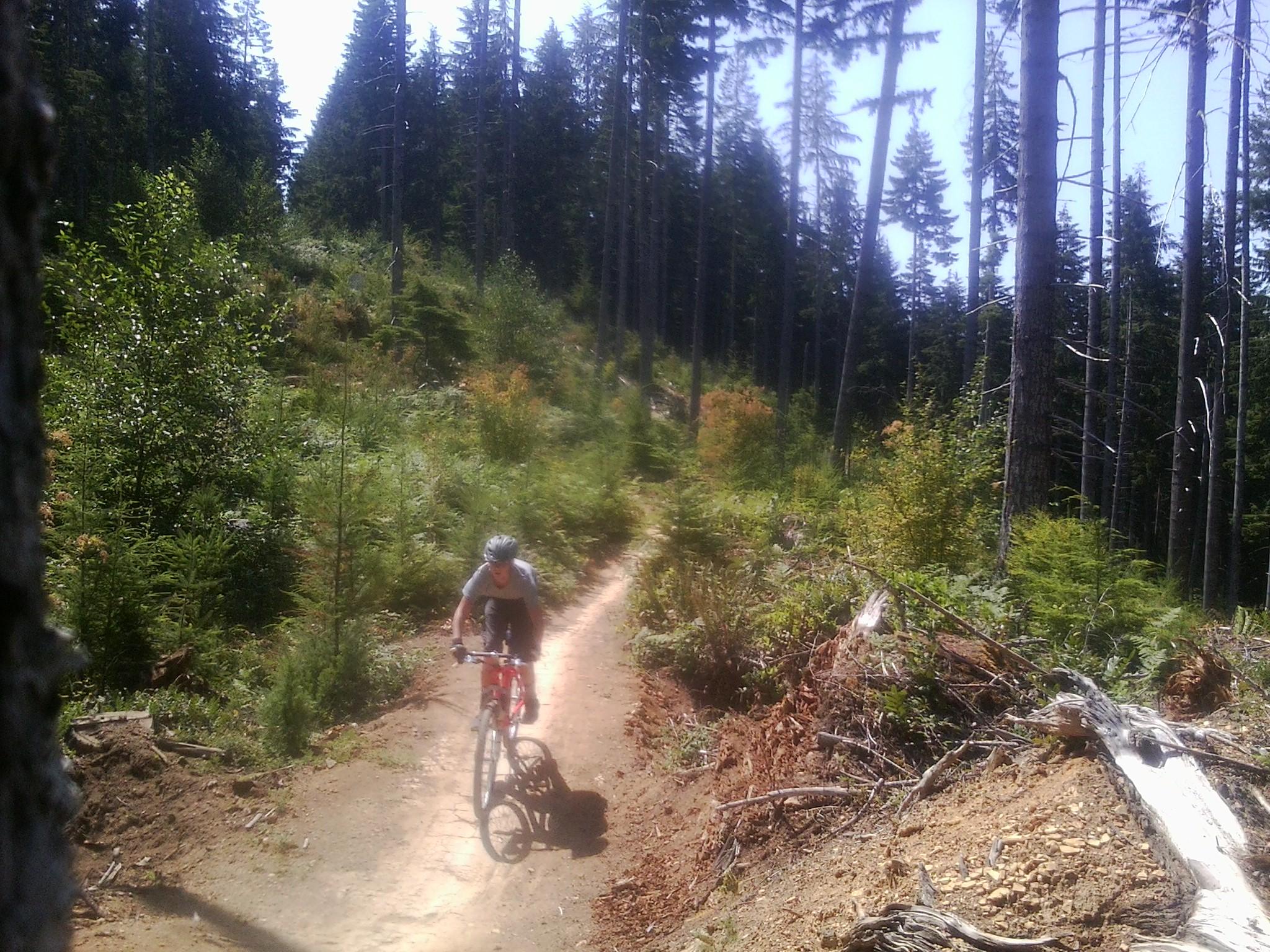 A mountain biker navigating a dirt trail through a lush forest, surrounded by tall trees and greenery. The scene is bright, indicating a sunny day, with the biker focused on the path ahead. Alsea Falls Recreation Site mountain bike trail.