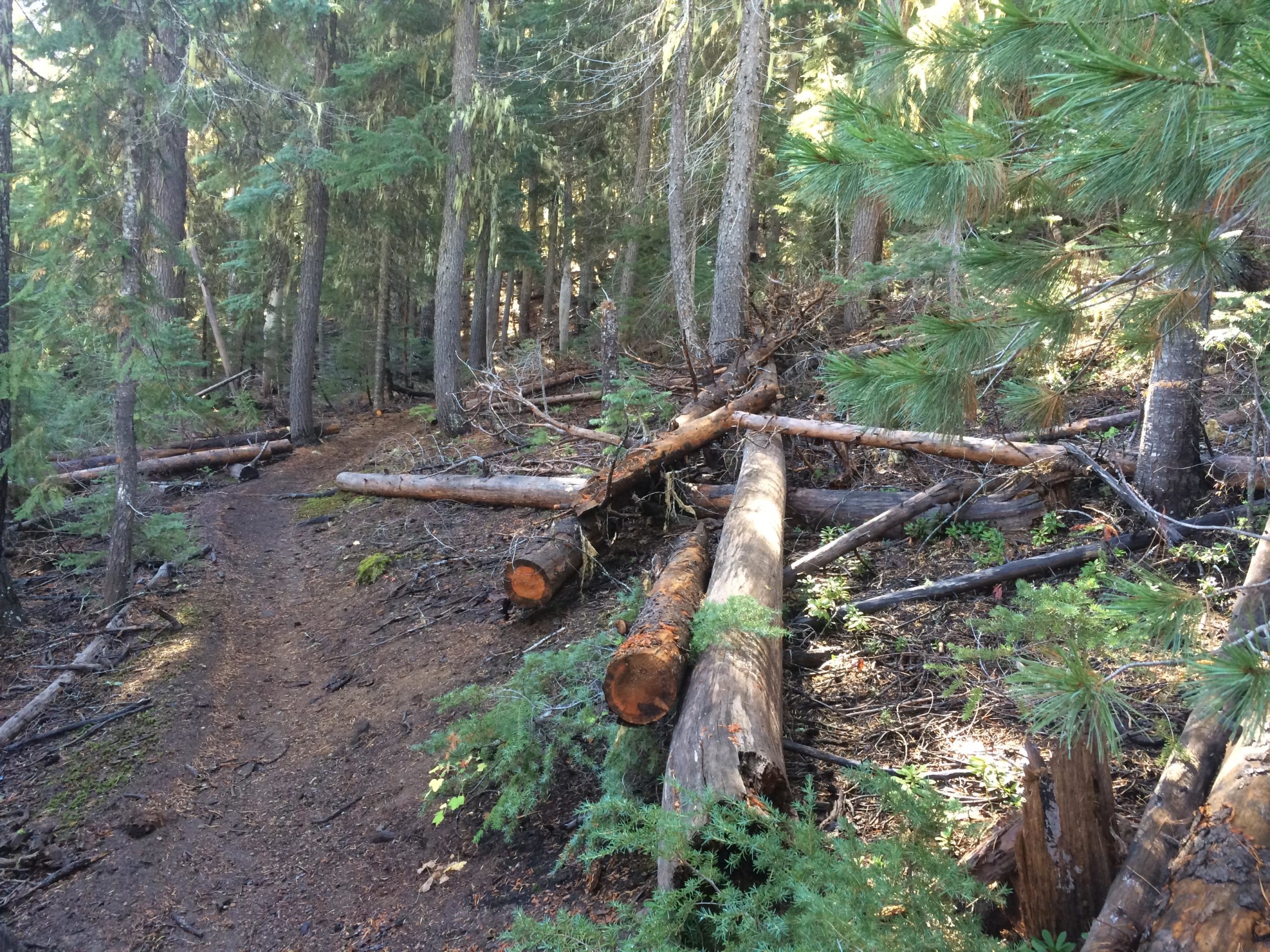 A winding dirt trail through a dense forest, surrounded by tall trees and scattered fallen logs. Sunlight filters through the foliage, creating patches of light and shadow on the ground. Sparks Lake/lava Lakes mountain bike trail.