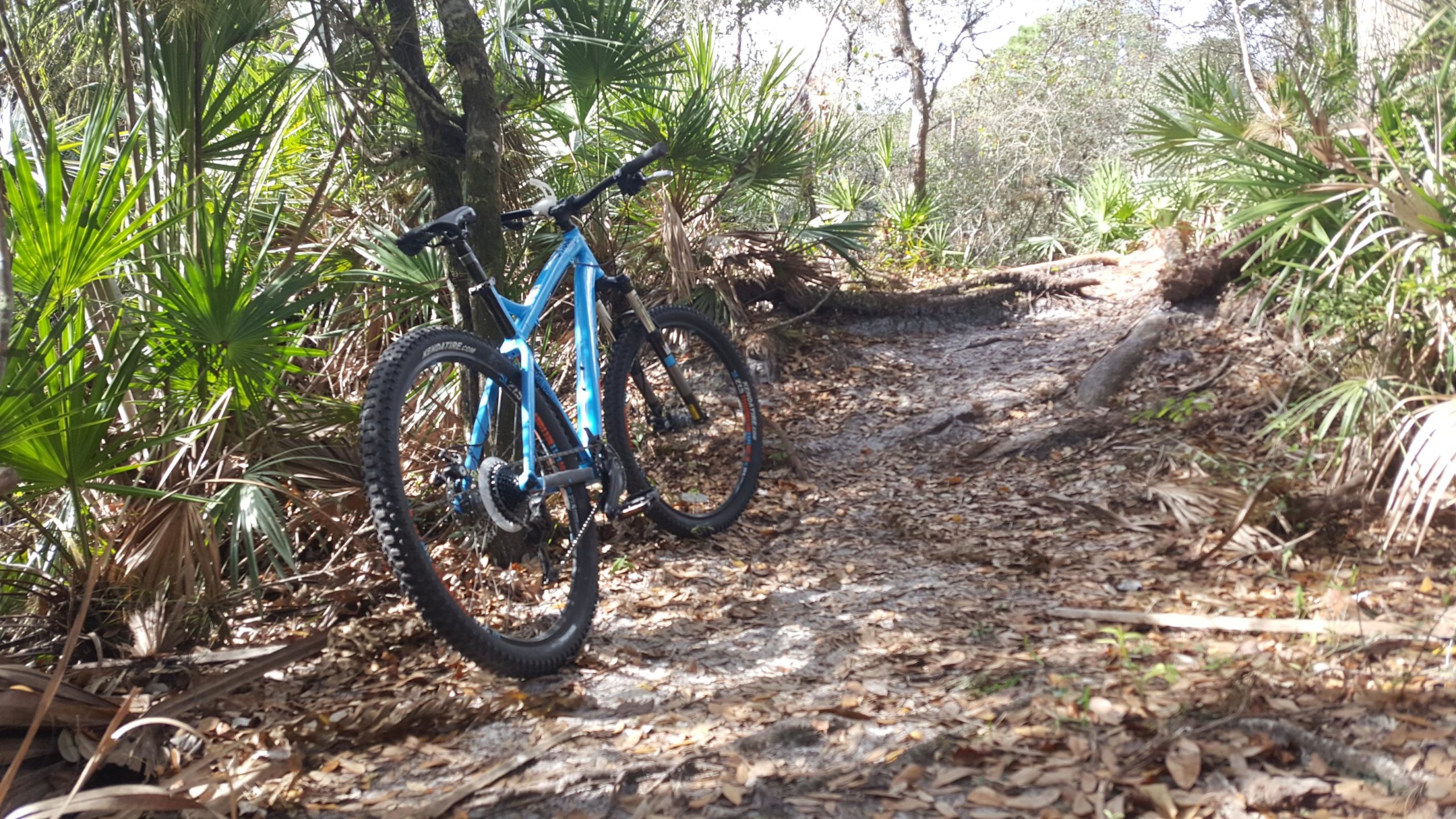 A blue mountain bike stands on a dirt path surrounded by lush greenery and palm plants. The trail is partially covered in dry leaves, leading through a forested area with trees and underbrush visible in the background. North Port Mountain Bike Trails mountain bike trail.