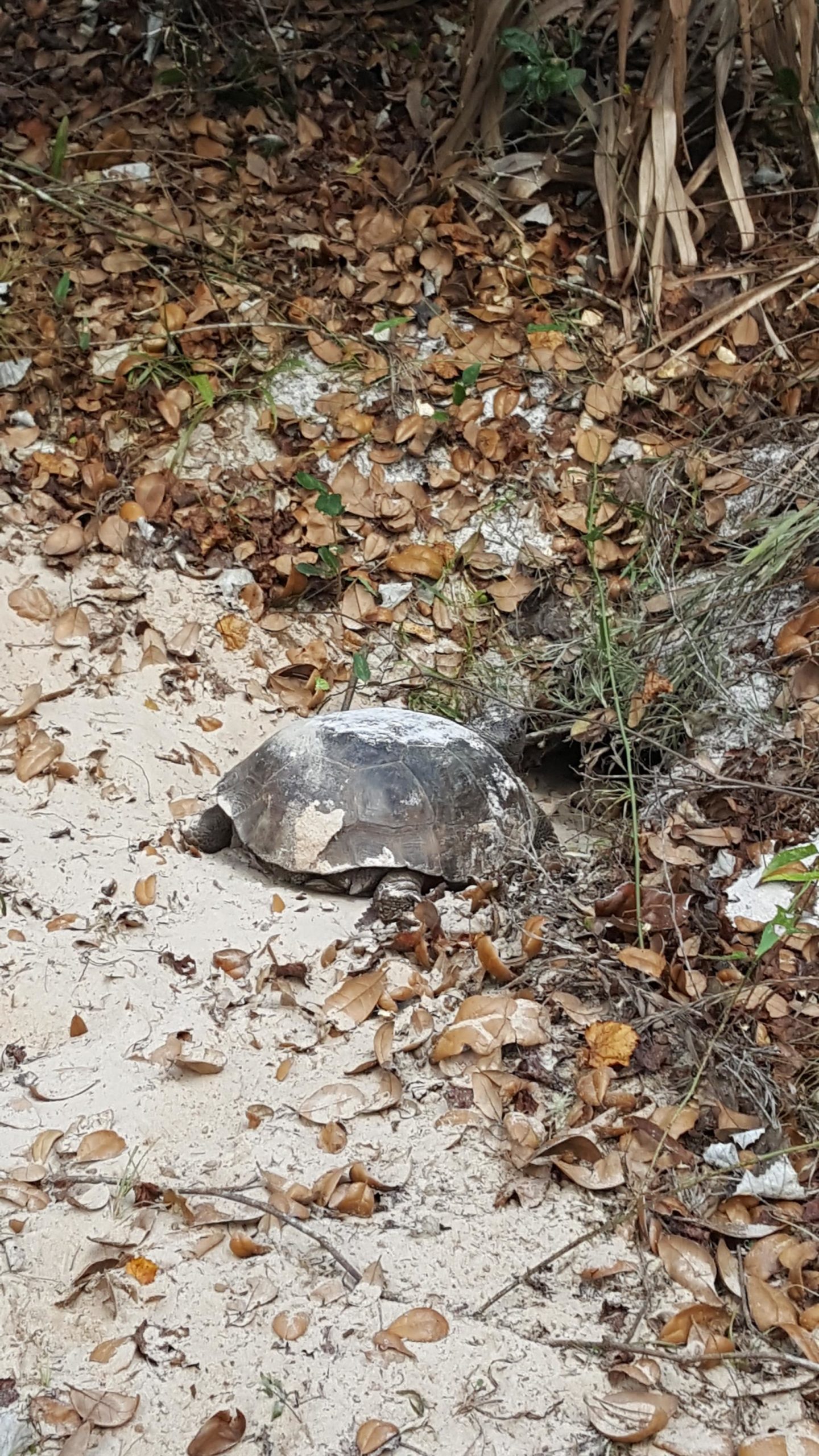 A tortoise resting on sandy ground surrounded by dry leaves and small plants, with a burrow visible nearby. North Port Mountain Bike Trails mountain bike trail.