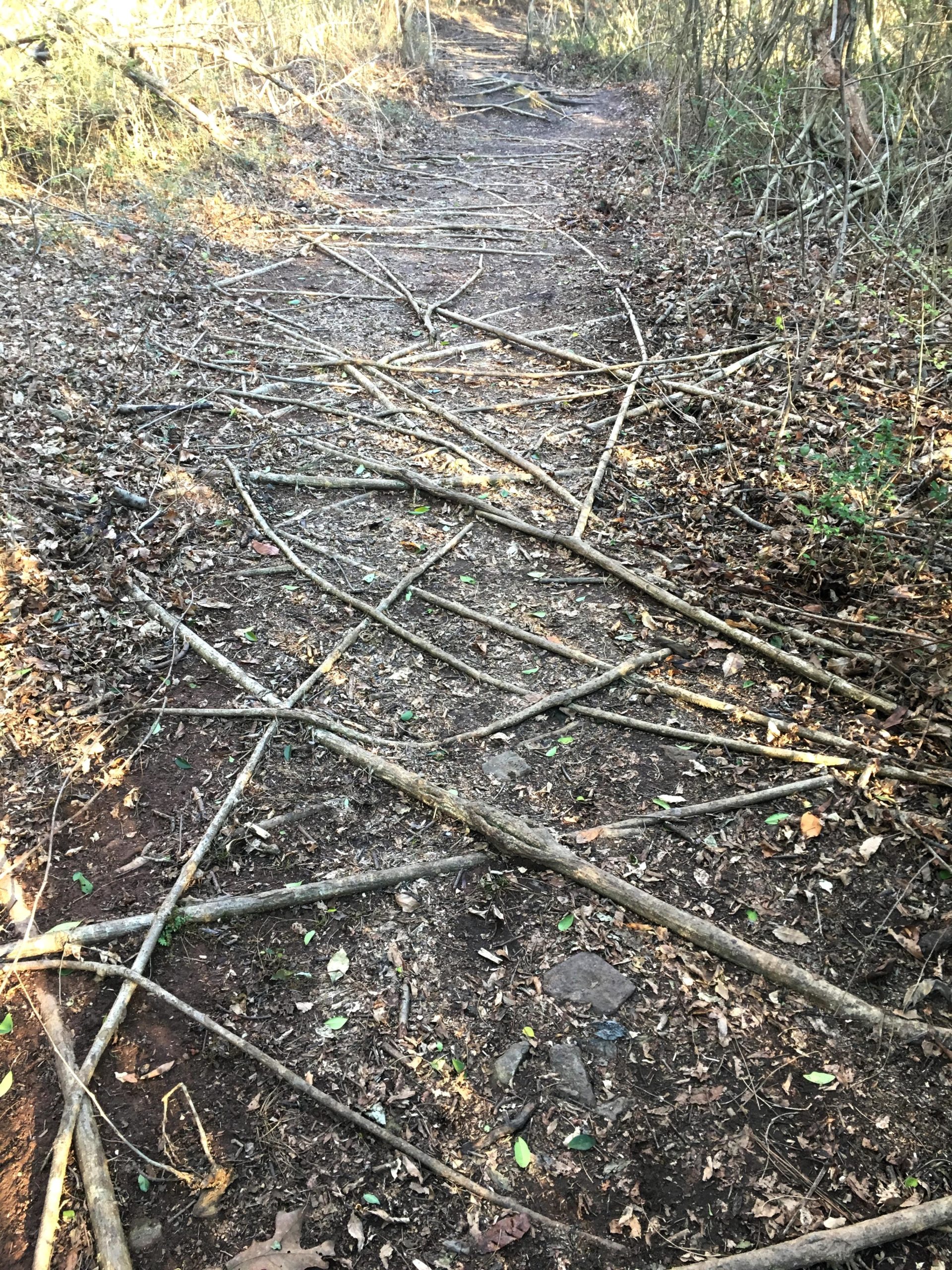 A winding dirt path in a wooded area, scattered with sticks and twigs, surrounded by trees and underbrush. The ground is covered in fallen leaves, creating a natural, rustic trail. Charleston Park mountain bike trail.