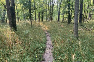 A narrow, unpaved trail winding through a dense forest with tall trees and lush green undergrowth. Sunlight filters through the leaves, creating a serene and tranquil atmosphere. South River Trail Prison Farm Loop mountain bike trail.