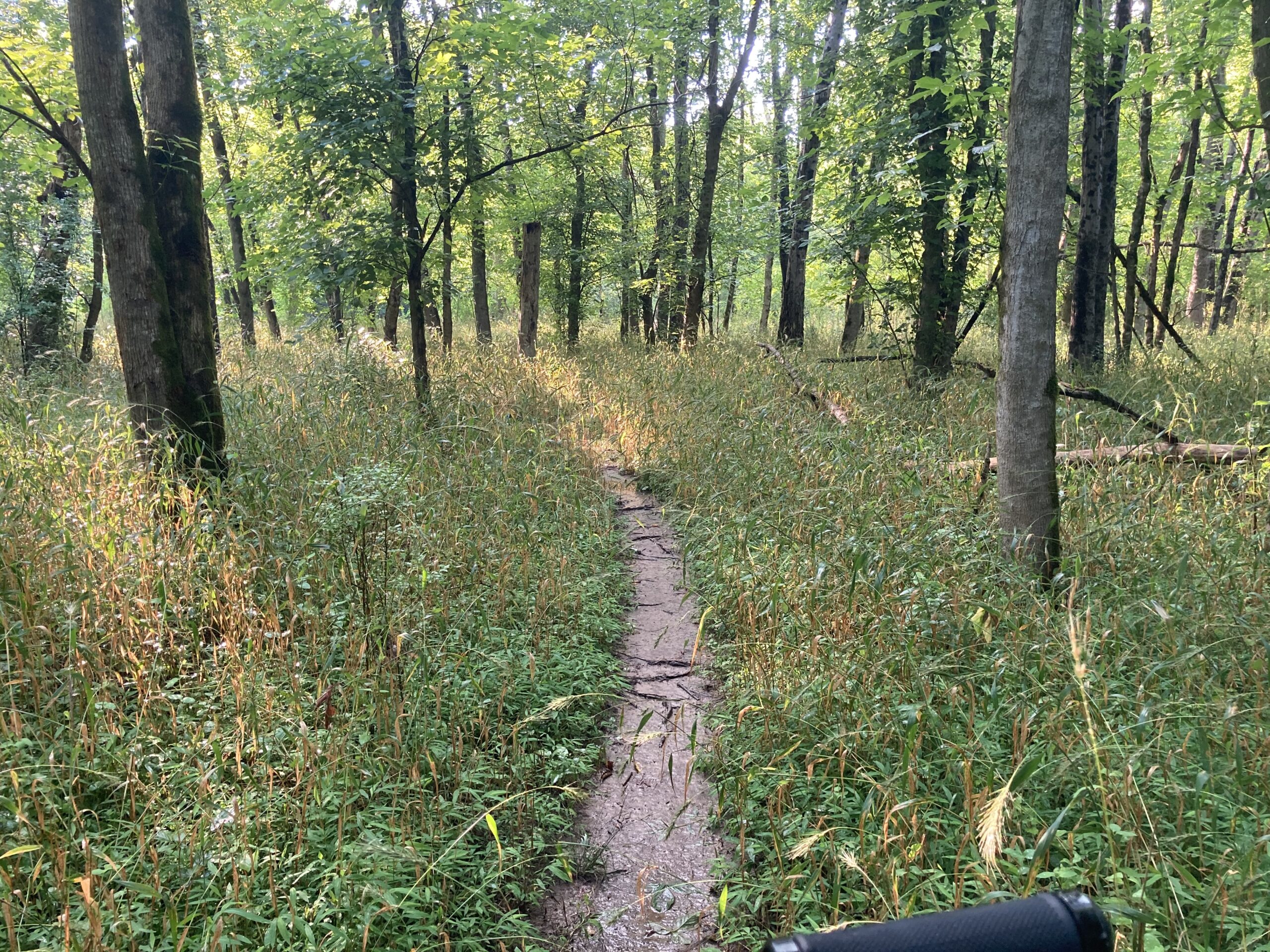 A narrow, unpaved trail winding through a dense forest with tall trees and lush green undergrowth. Sunlight filters through the leaves, creating a serene and tranquil atmosphere. South River Trail Prison Farm Loop mountain bike trail.