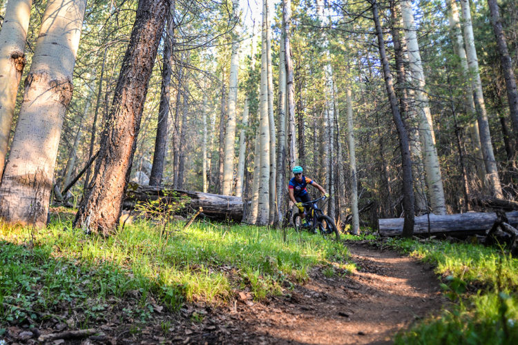 Mountain biker navigating a winding trail through a lush, green forest with tall trees and dappled sunlight.