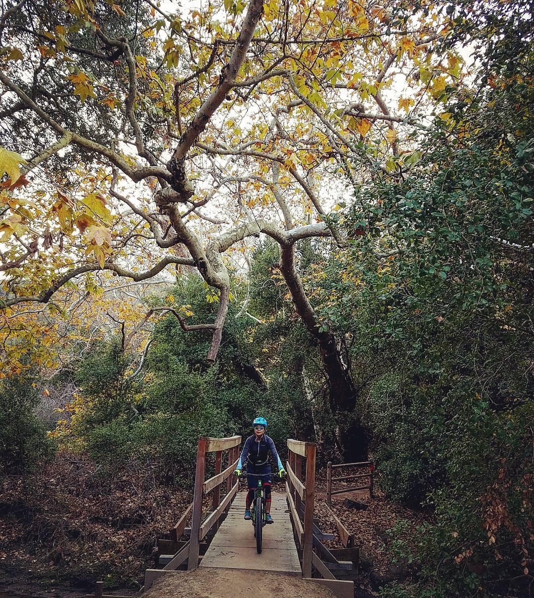A cyclist on a wooden footbridge surrounded by lush greenery and autumn foliage, with large, bare branches overhead and a serene, natural setting. Aliso and Wood Canyons Wilderness Park mountain bike trail.
