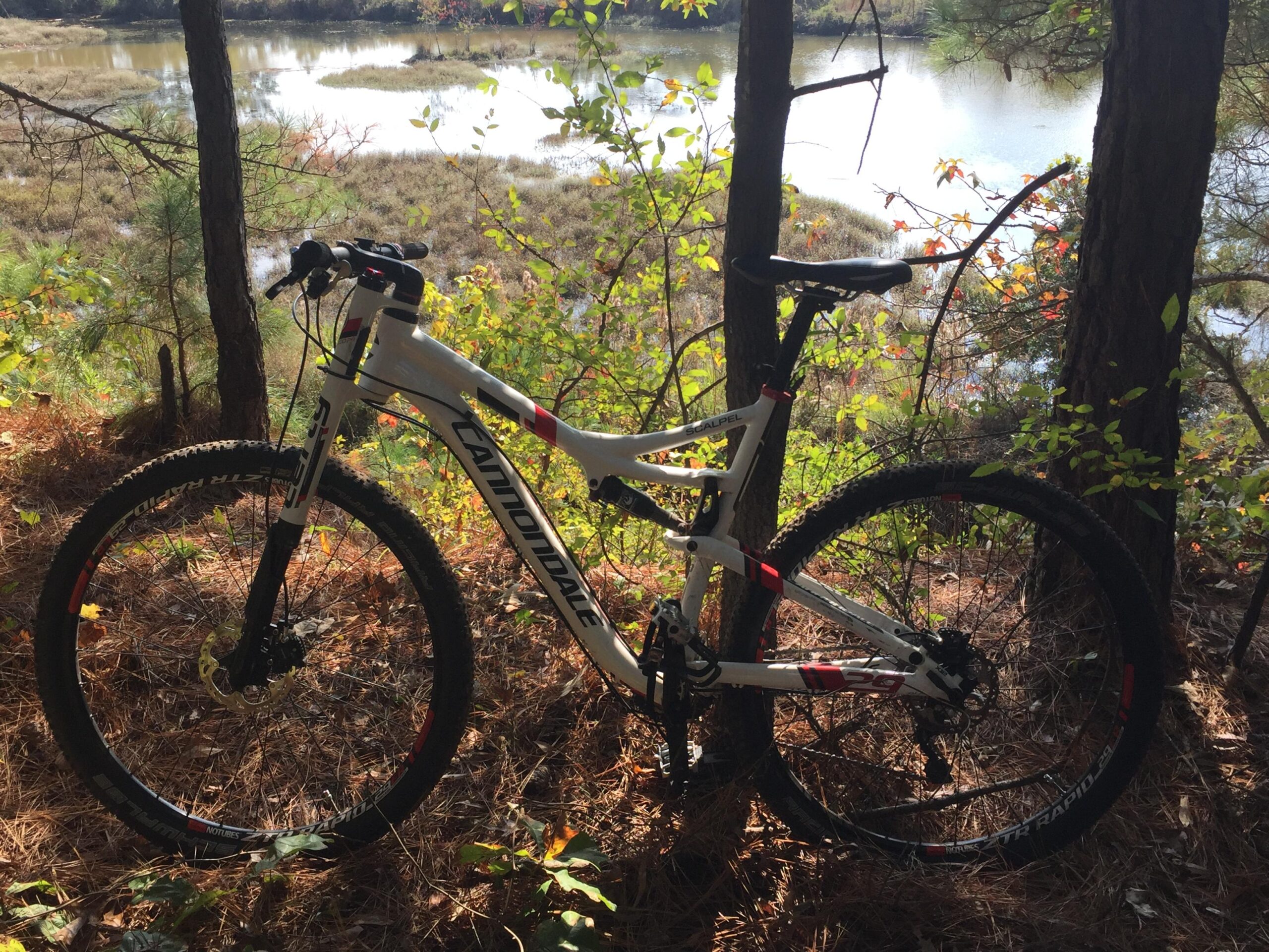 Cannondale Scalpel: A mountain bike leaning against a tree, surrounded by vegetation, with a serene body of water and marshland visible in the background. The scene is illuminated by natural sunlight filtering through the leaves, creating a peaceful outdoor setting.