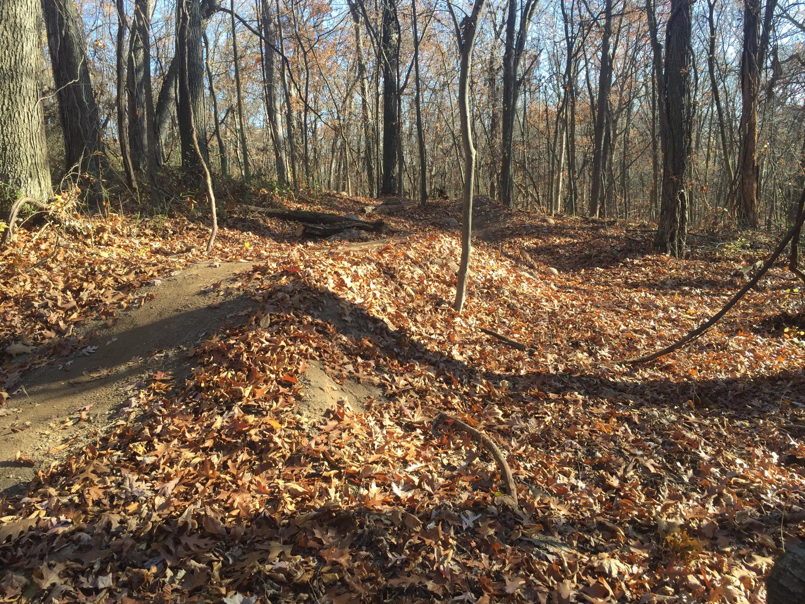 A winding dirt trail through a wooded area covered with autumn leaves, surrounded by trees with sparse foliage under a clear blue sky. The sunlight casts shadows on the ground, highlighting the undulating shape of the trail and the layers of leaves. DTE Energy Foundation Trail mountain bike trail.