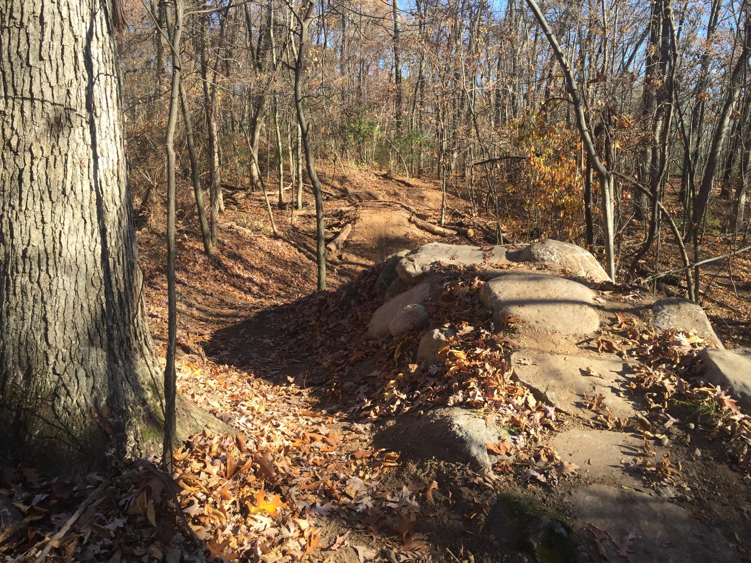 A winding dirt trail surrounded by trees, with autumn leaves scattered on the ground. Large rocks are positioned along the trail, and the scene is illuminated by sunlight filtering through the trees. DTE Energy Foundation Trail mountain bike trail.