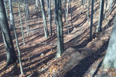 A peaceful forest scene featuring tall trees with thin trunks and scattered autumn leaves covering the ground. A winding dirt trail can be seen meandering through the underbrush, with patches of sunlight casting shadows among the trees. DTE Energy Foundation Trails mountain bike trail.