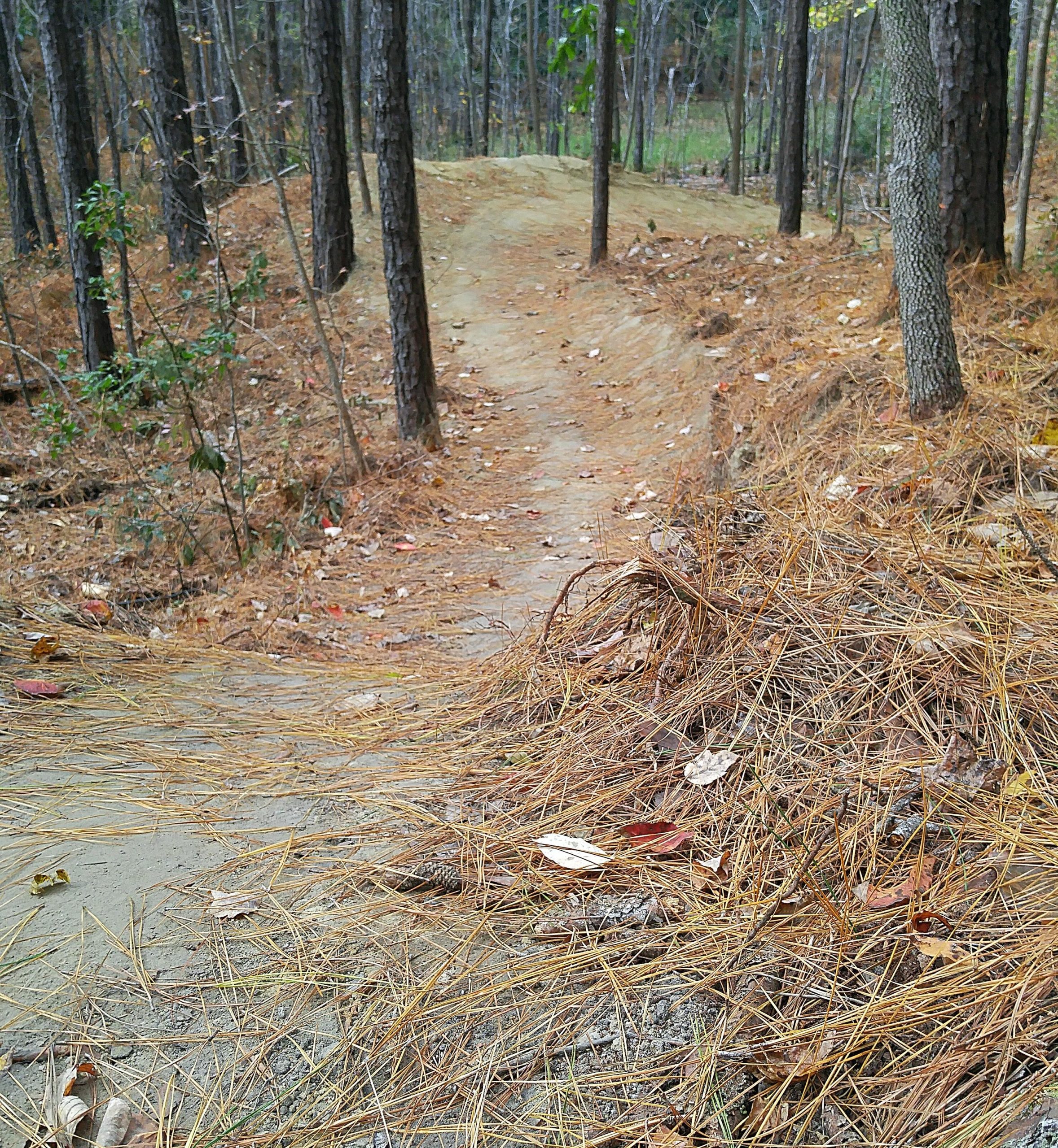 A dirt path winding through a forest, surrounded by tall trees. The ground is covered with fallen pine needles and scattered leaves, indicating autumn. The path curves gently and is framed by more foliage in the distance. Blue Clay Bike Park mountain bike trail.