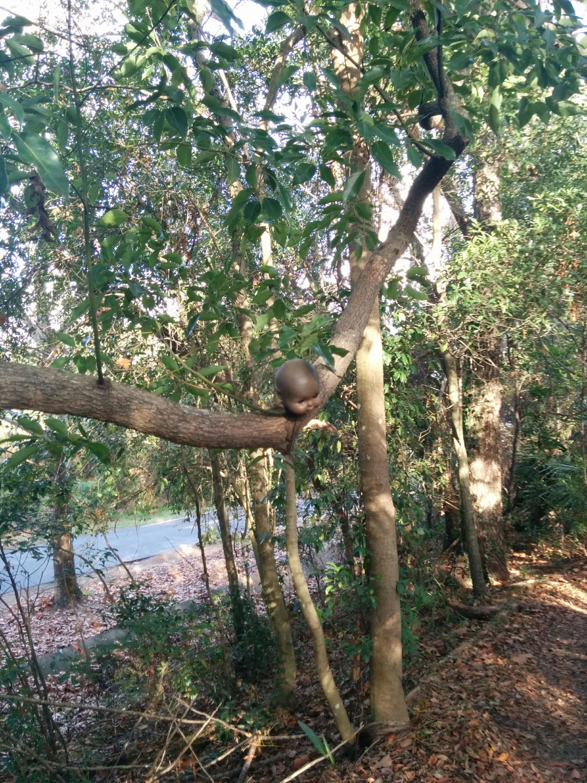 A tree branch extending from a trunk, surrounded by leafy greenery, with a smooth, spherical object positioned on the branch, set against a backdrop of a narrow road and fallen leaves on the ground. Mount Dora Trail mountain bike trail.